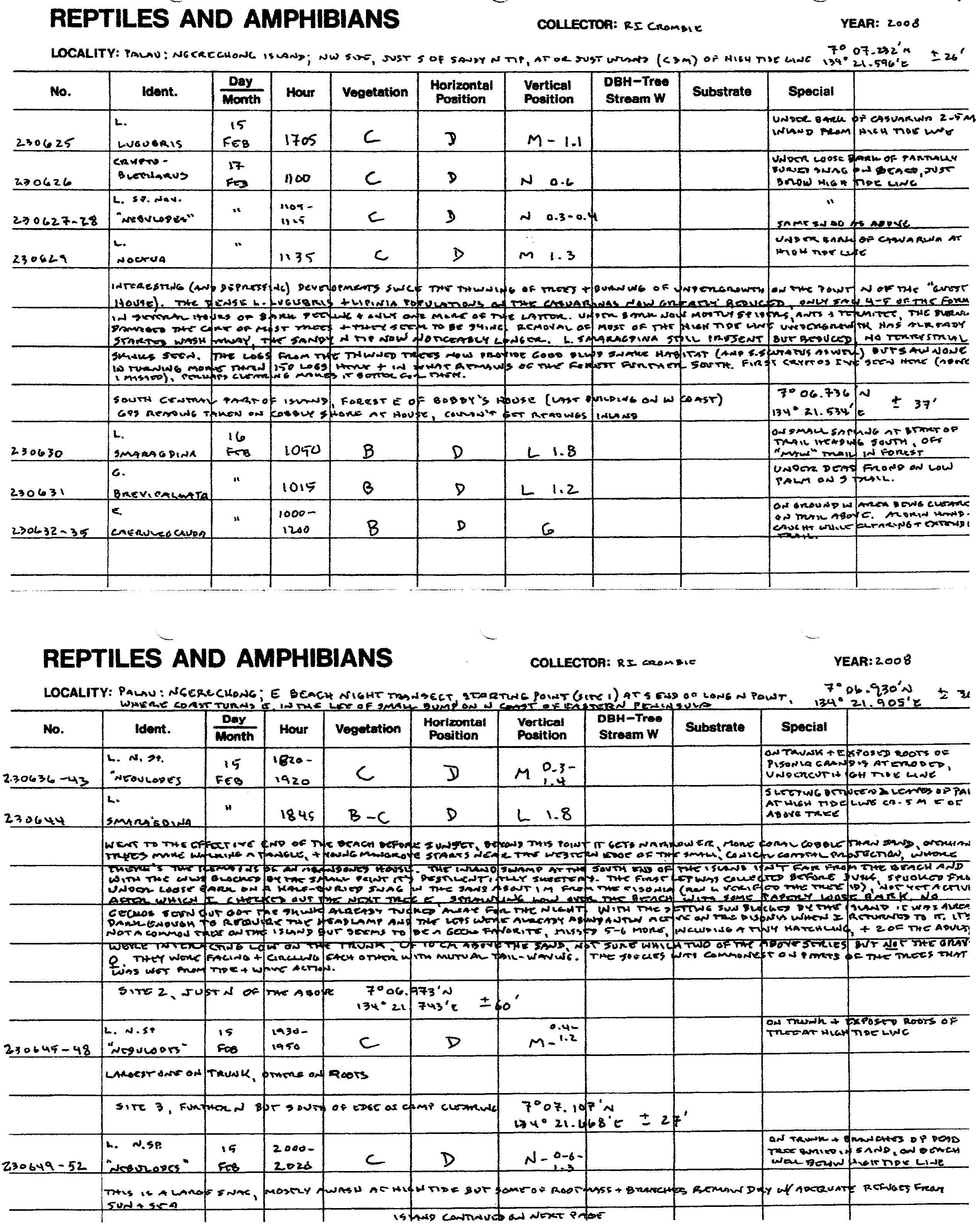 Lamprolepis smaragdina image