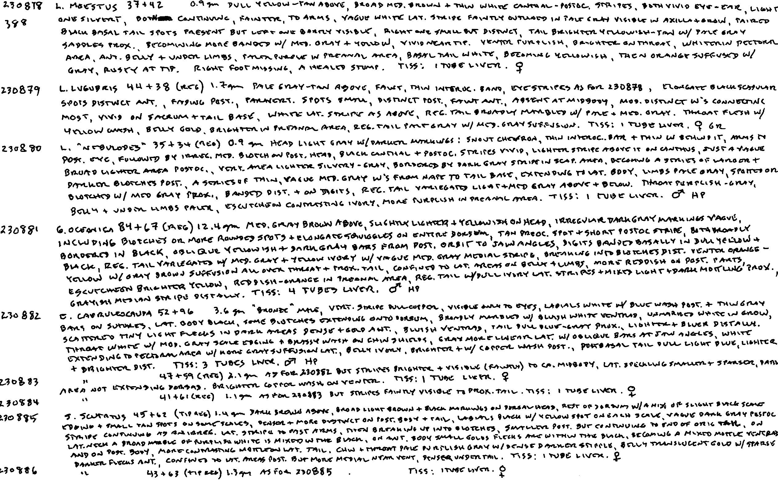 Gehyra oceanica image