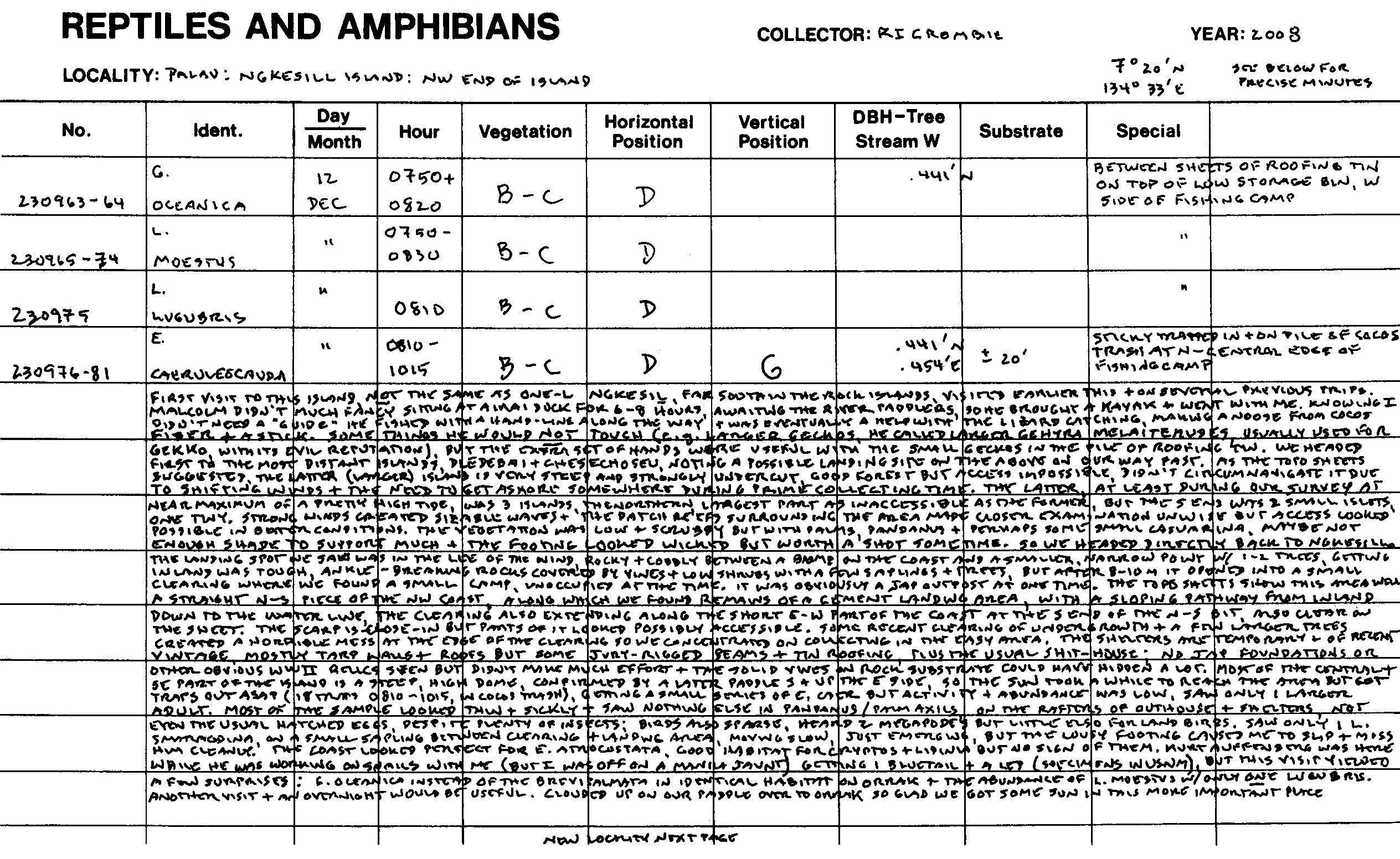 Gehyra oceanica image