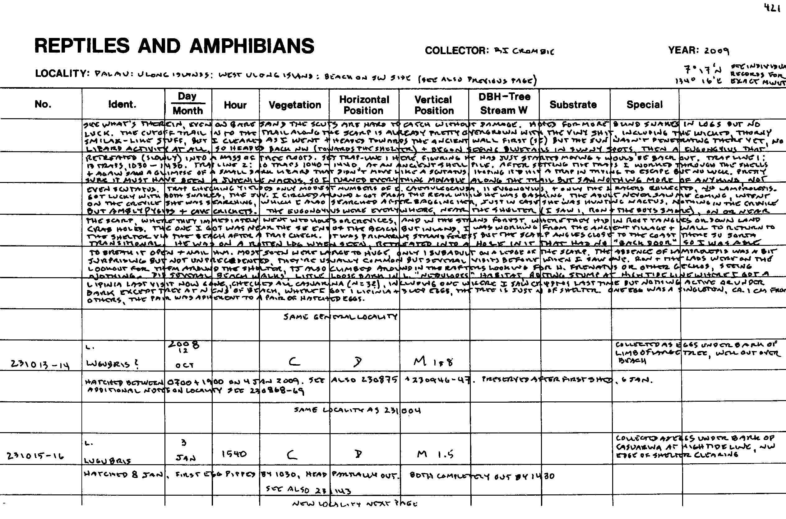 Sphenomorphus image