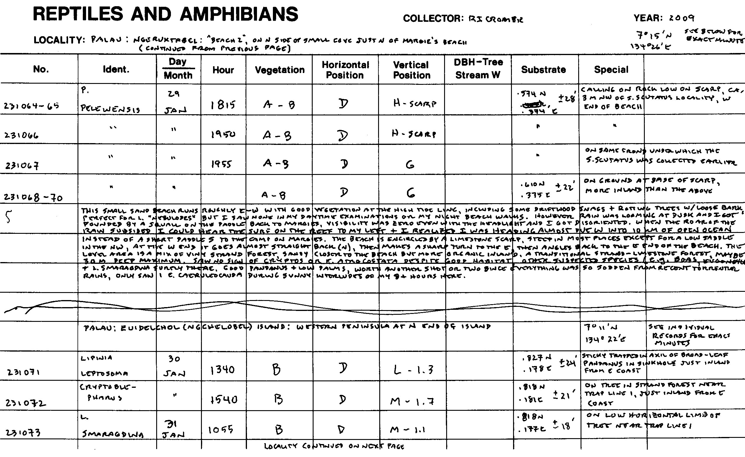 Sphenomorphus scutatus image