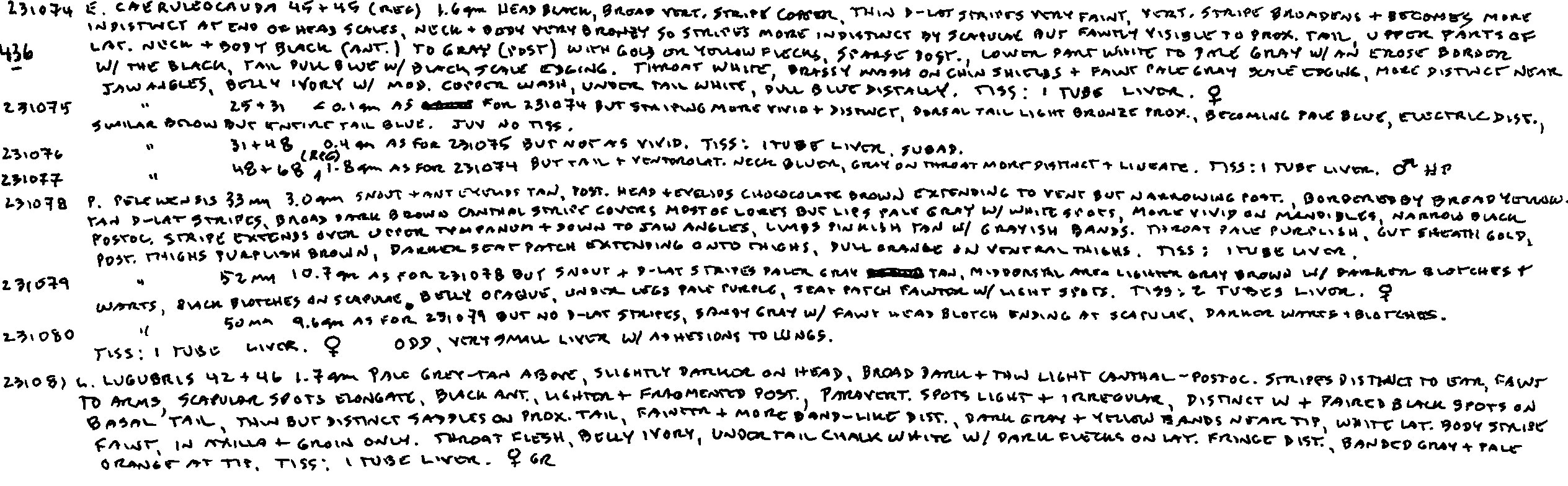 Emoia caeruleocauda image