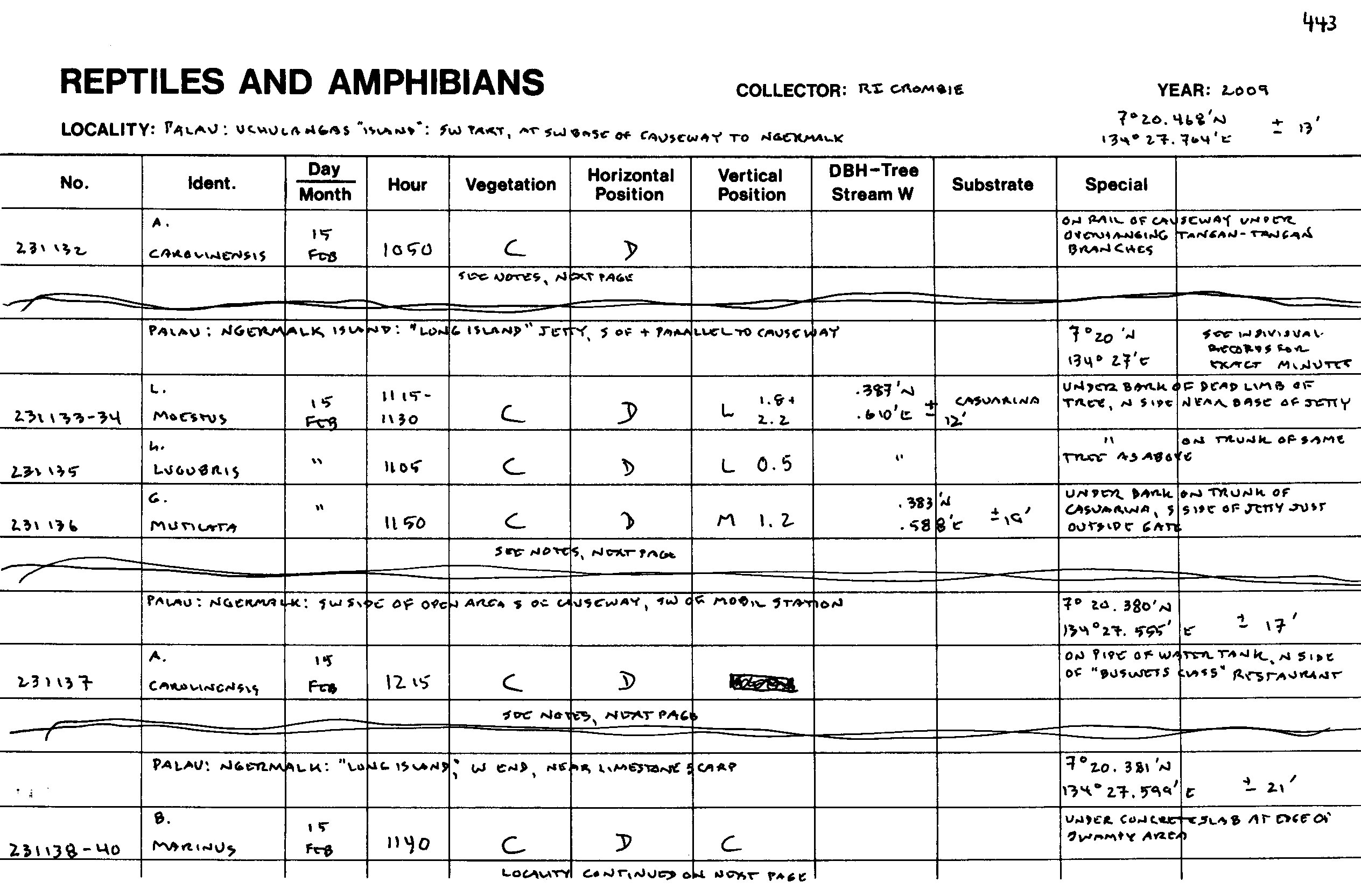Rhinella marina image