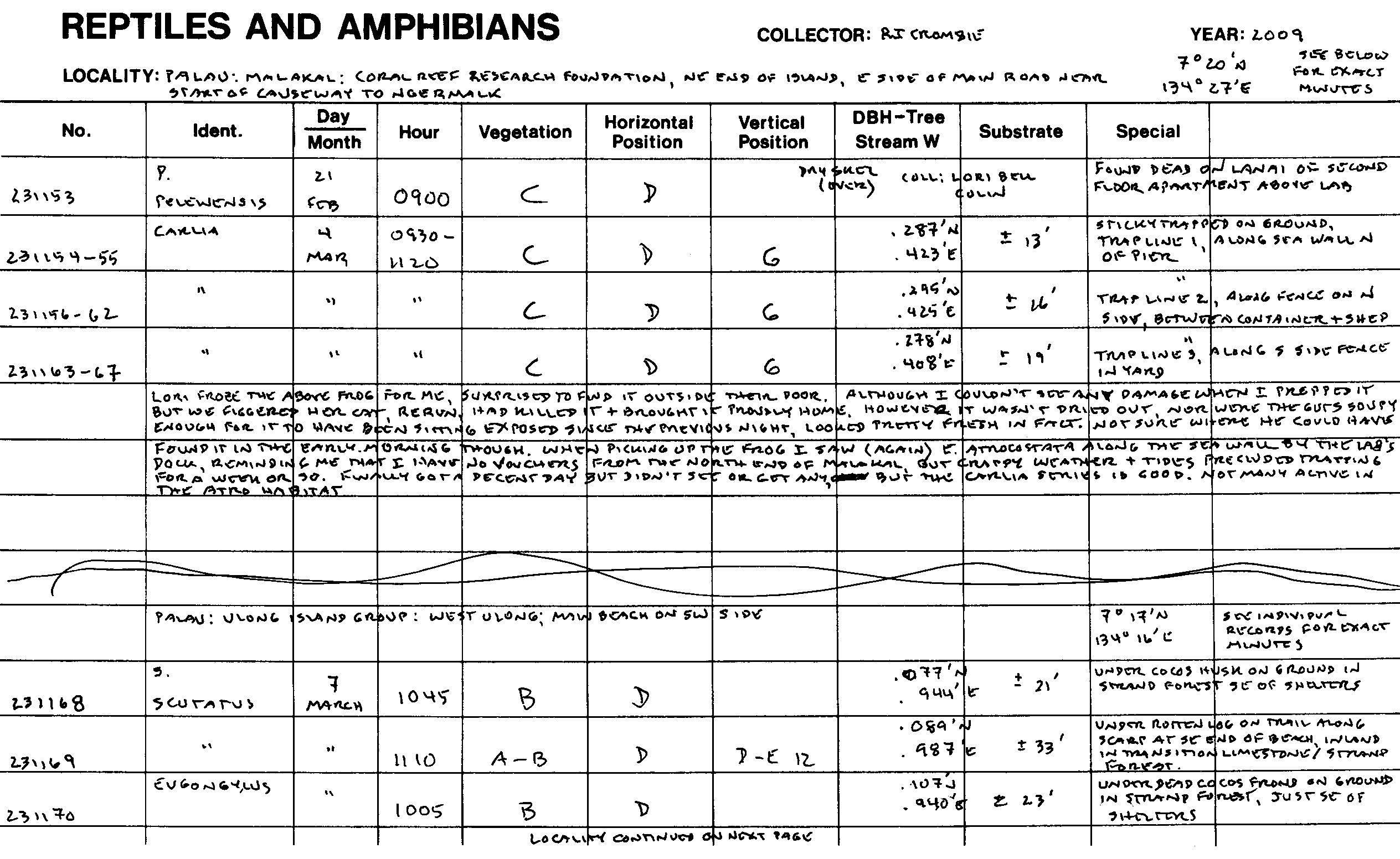 Sphenomorphus scutatus image
