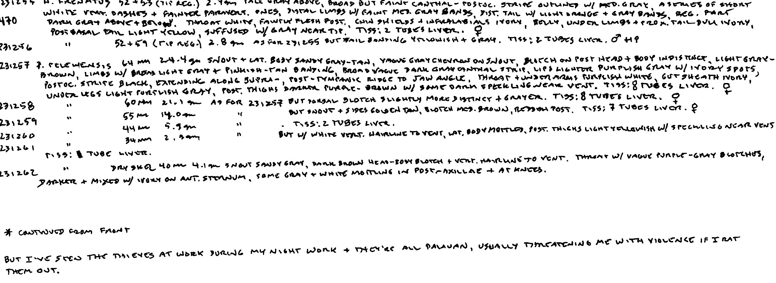 Platymantis pelewensis image