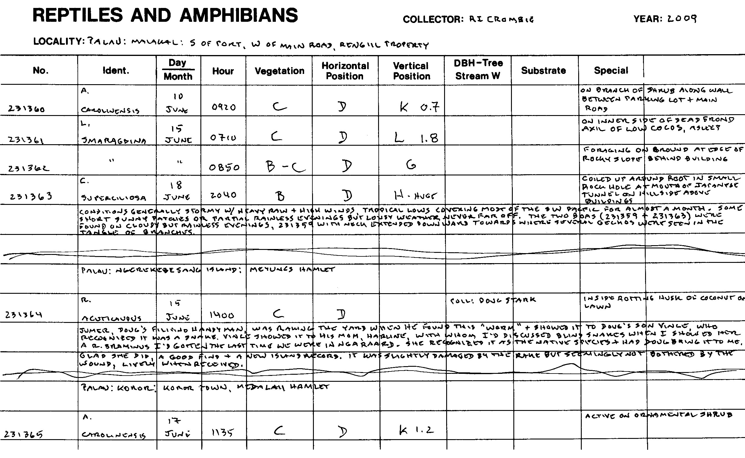 Gehyra brevipalmata image