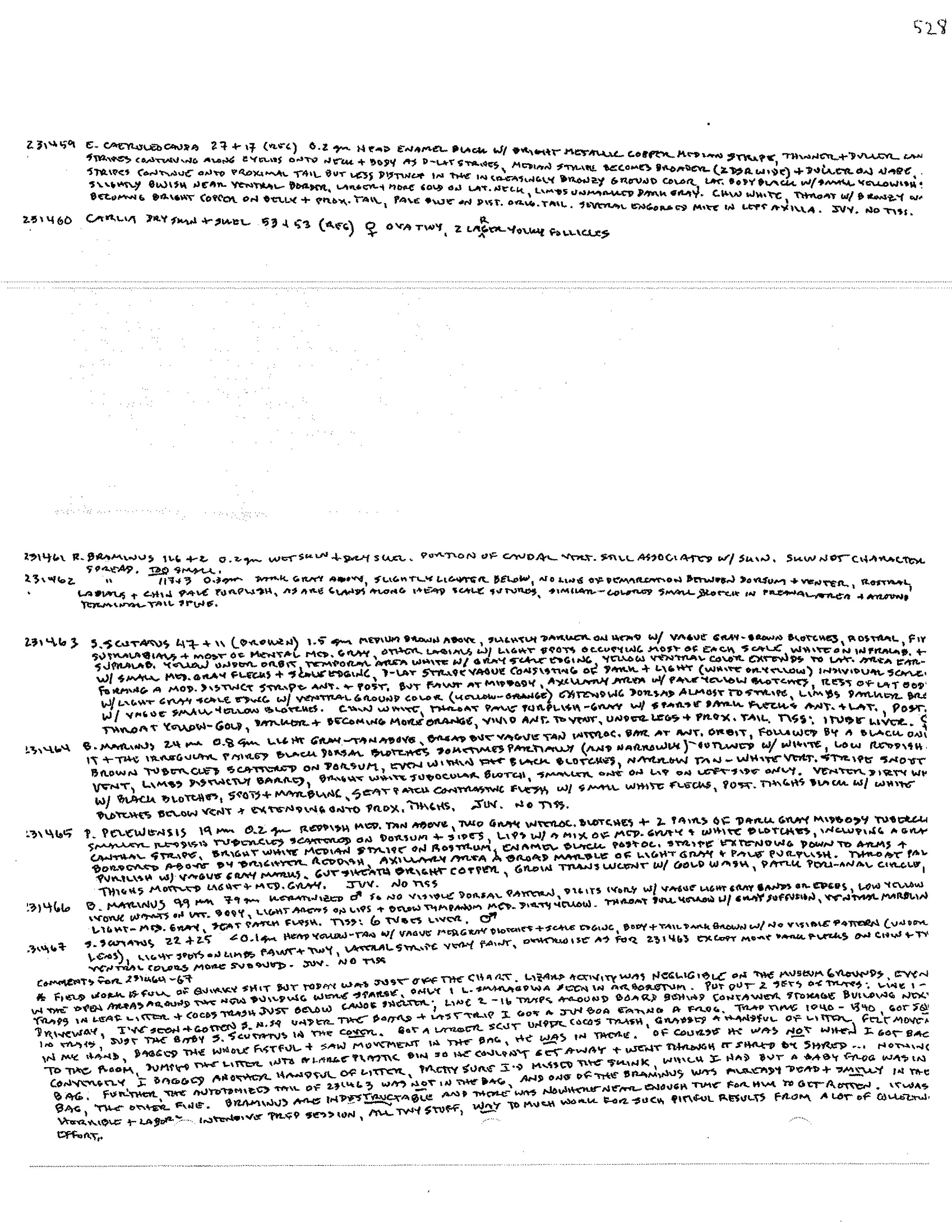 Rhinella marina image