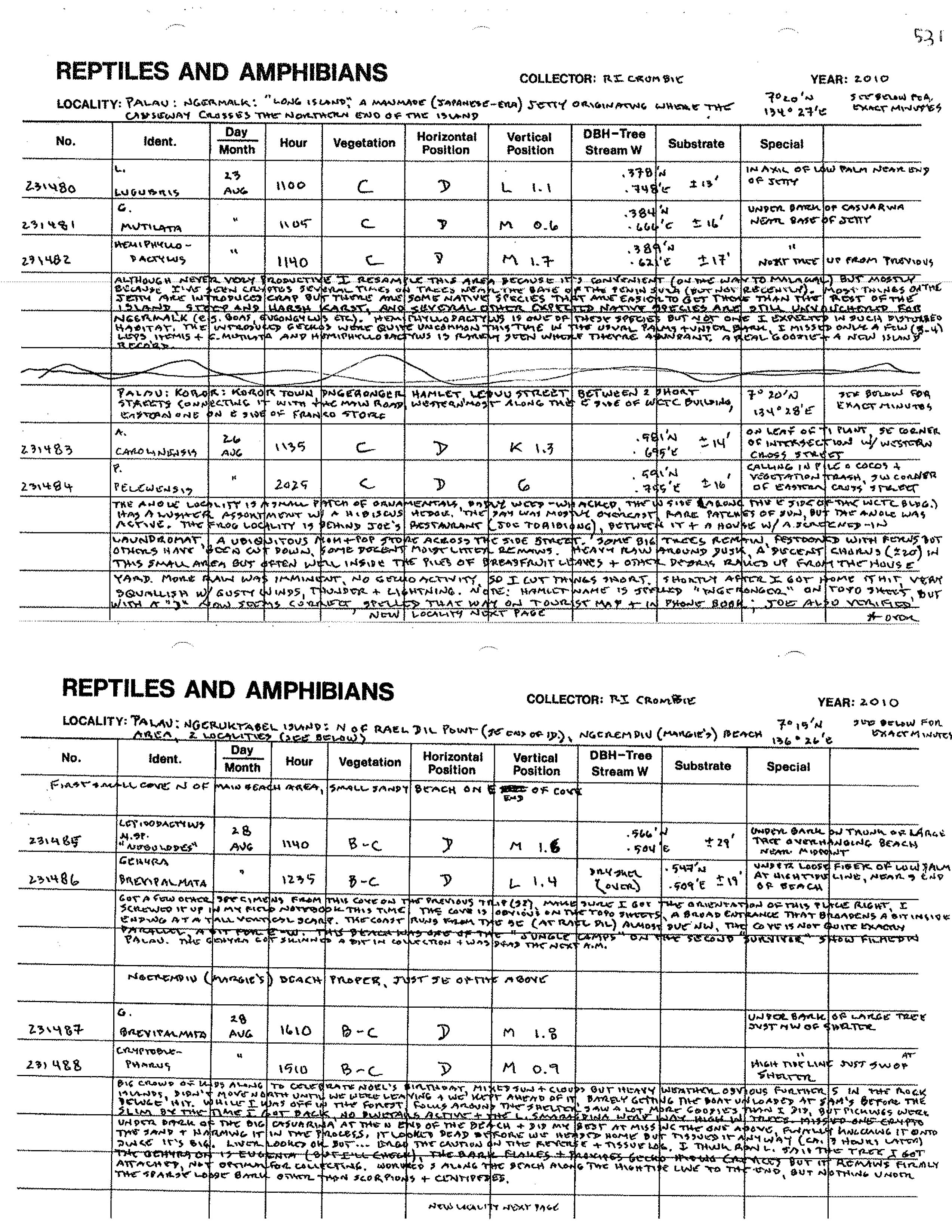 Hemiphyllodactylus image