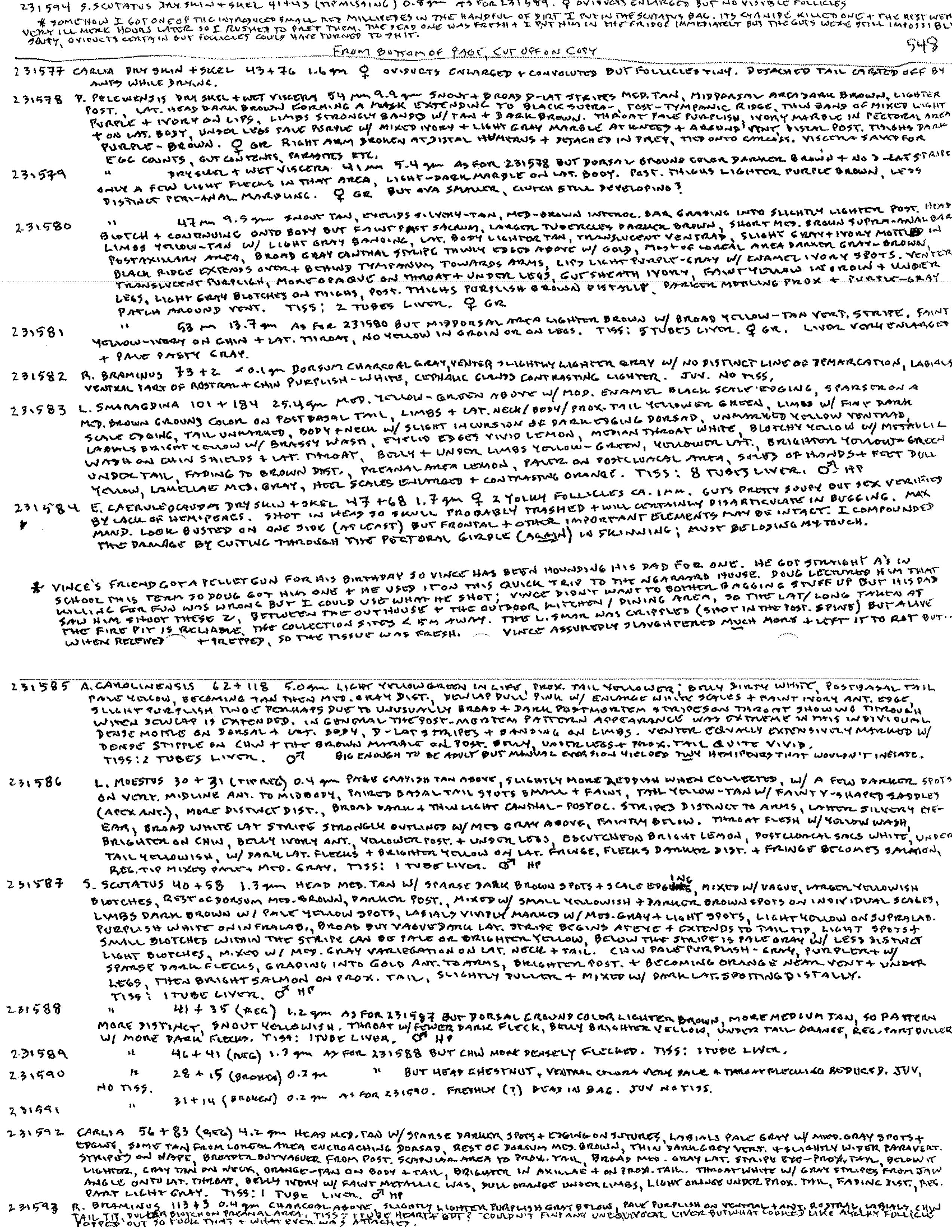 Ramphotyphlops image