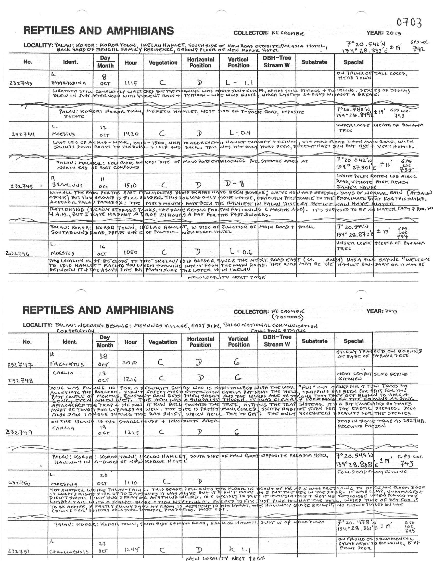 Lamprolepis smaragdina image