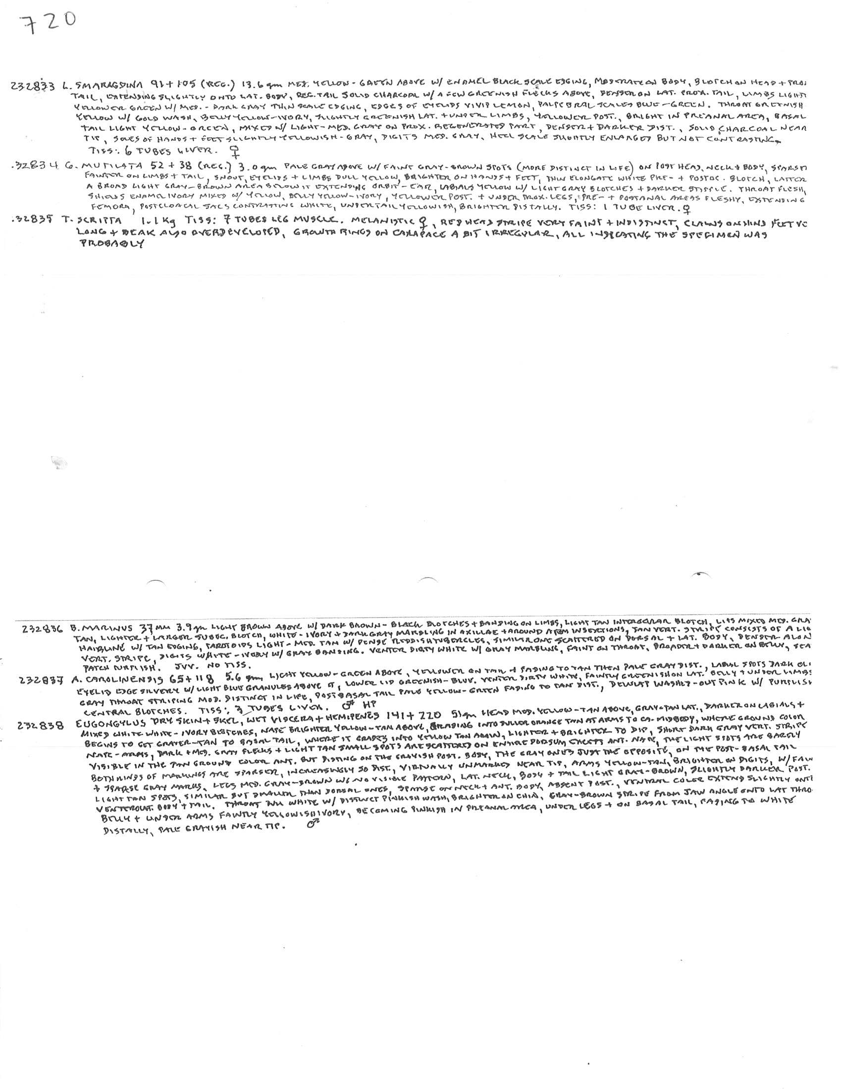 Trachemys scripta image