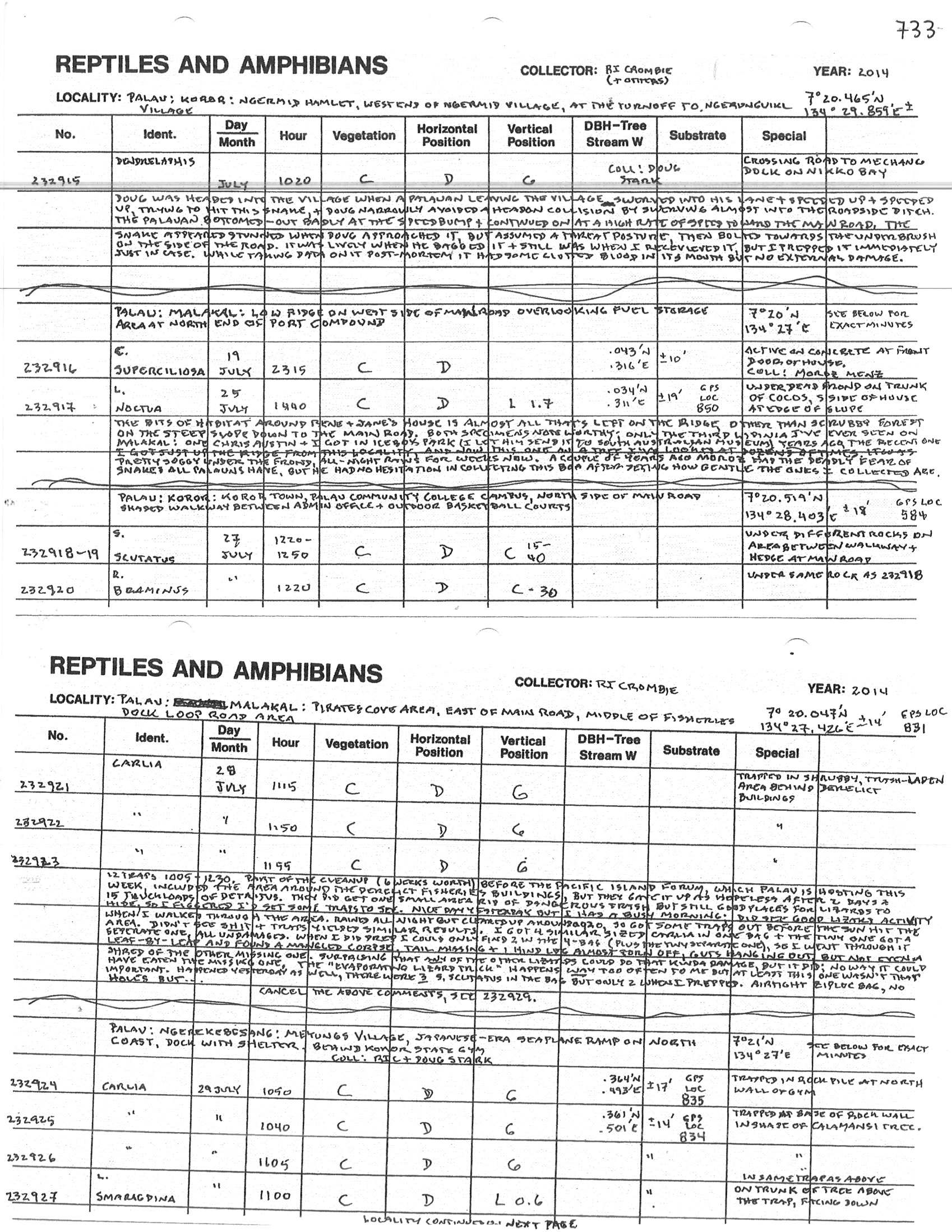 Lipinia noctua image