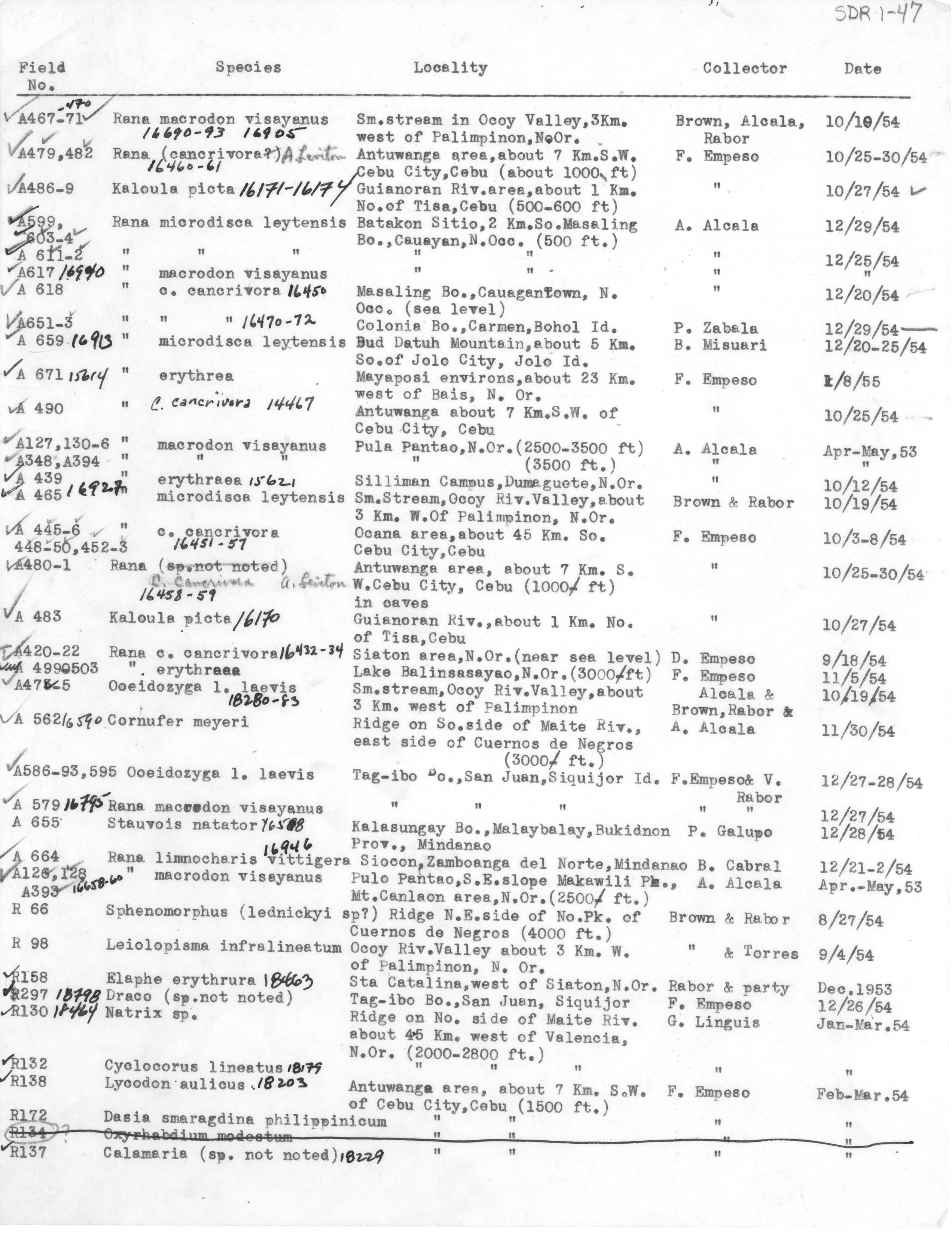 Tropidonophis negrosensis image