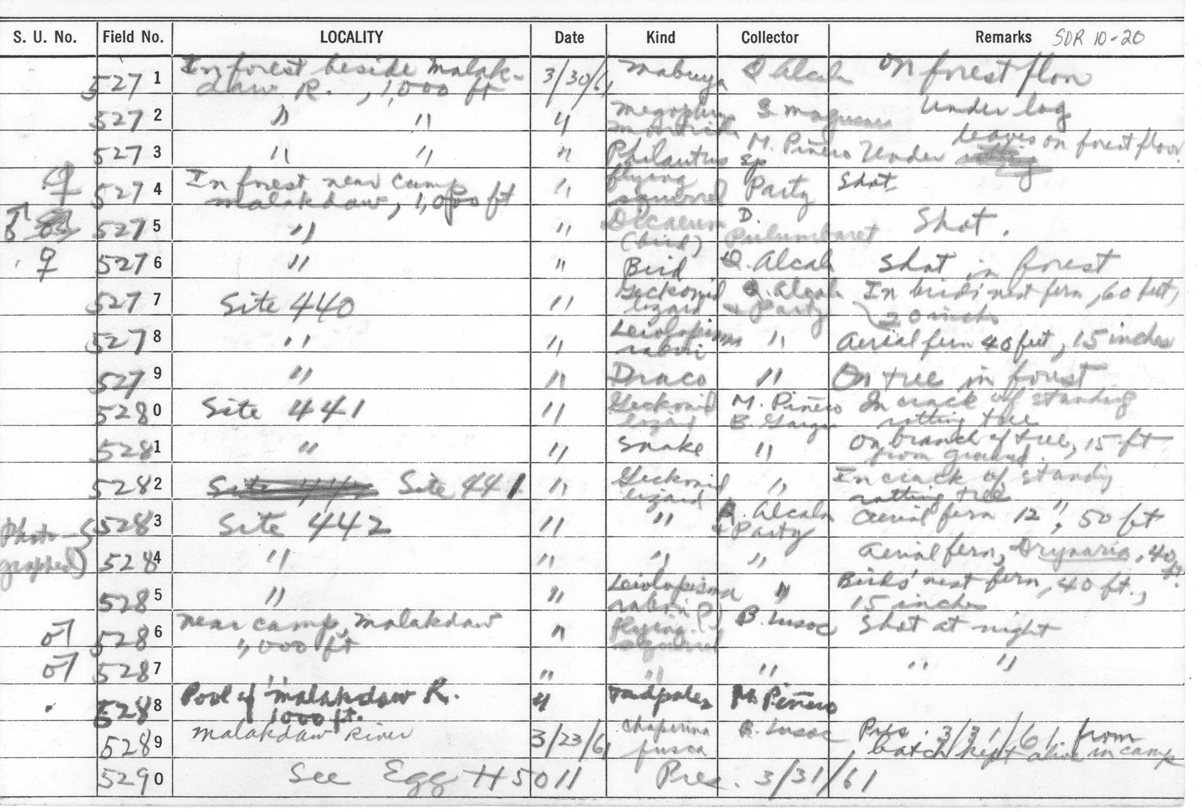 Luperosaurus palawanensis image