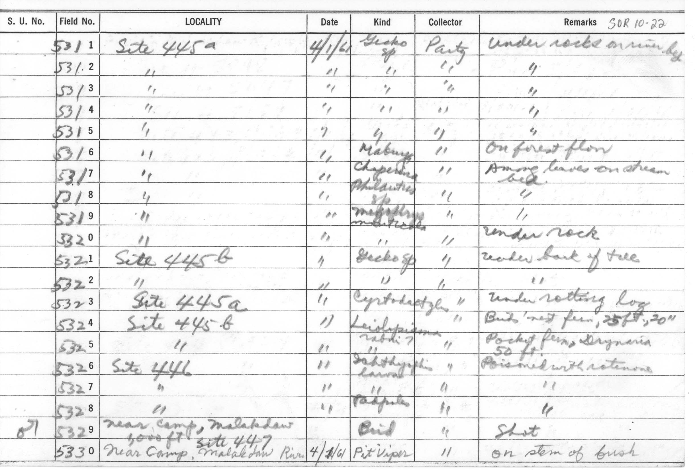 Gekko palawanensis image