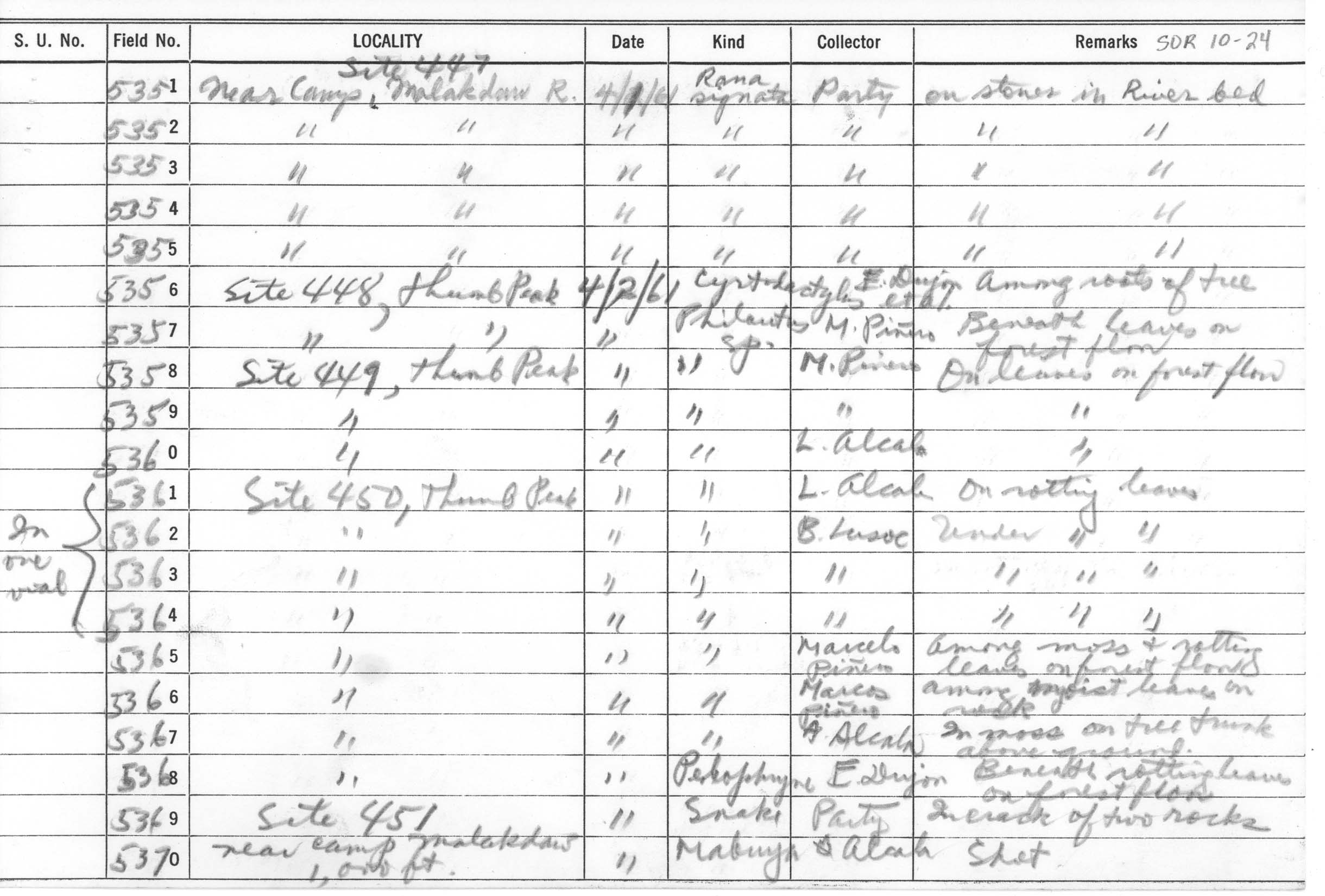 Rhabdophis chrysargus image