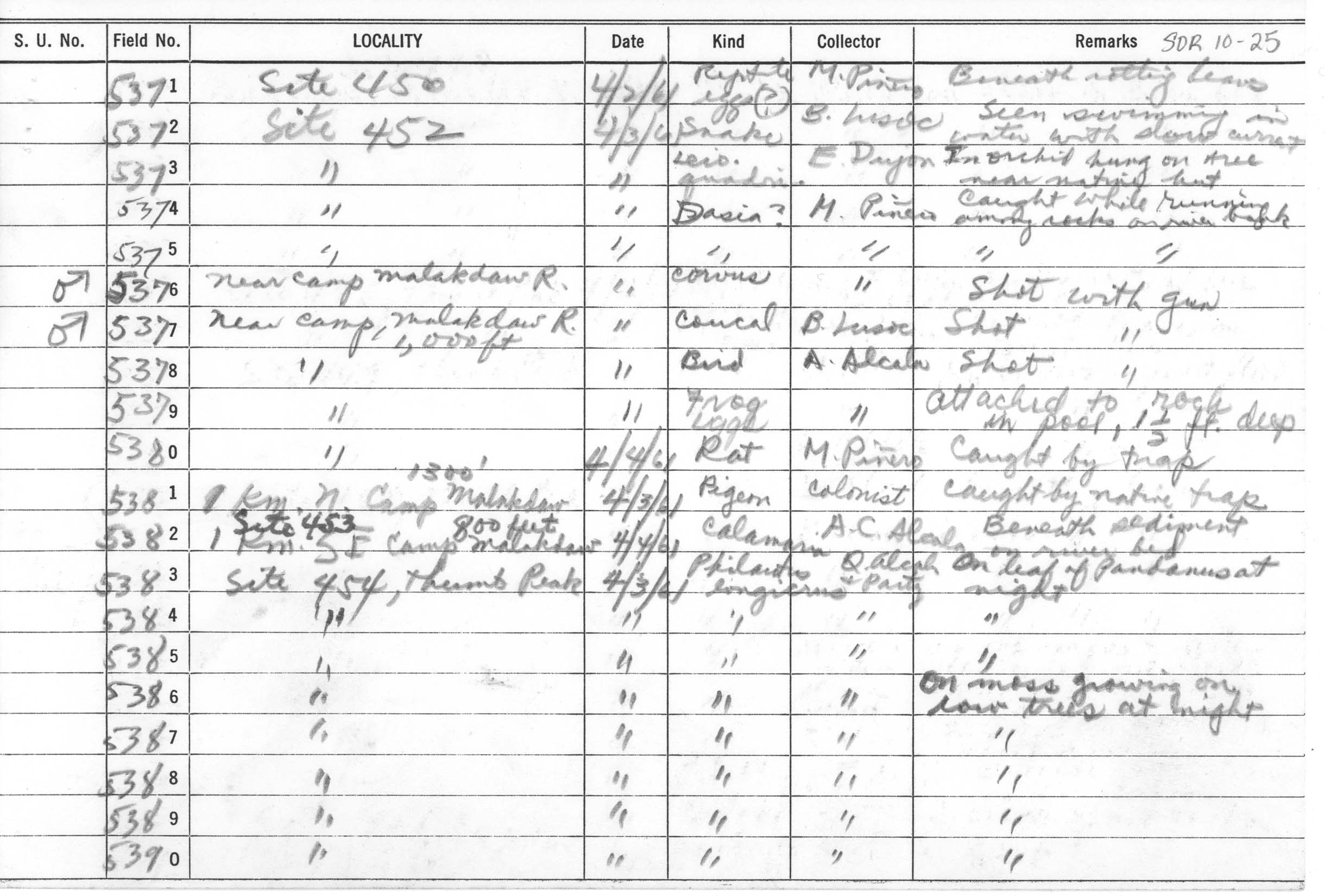 Opisthotropis typica image