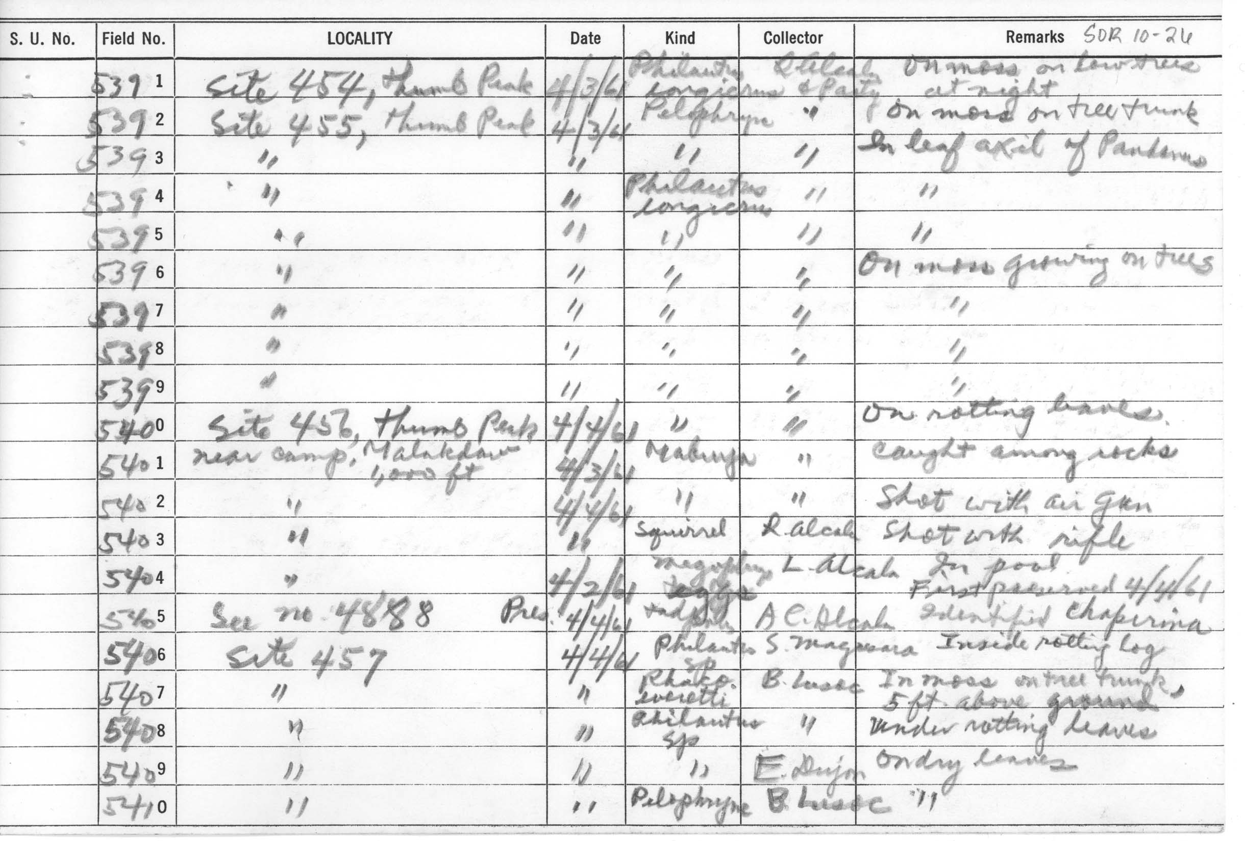 Pelophryne albotaeniata image