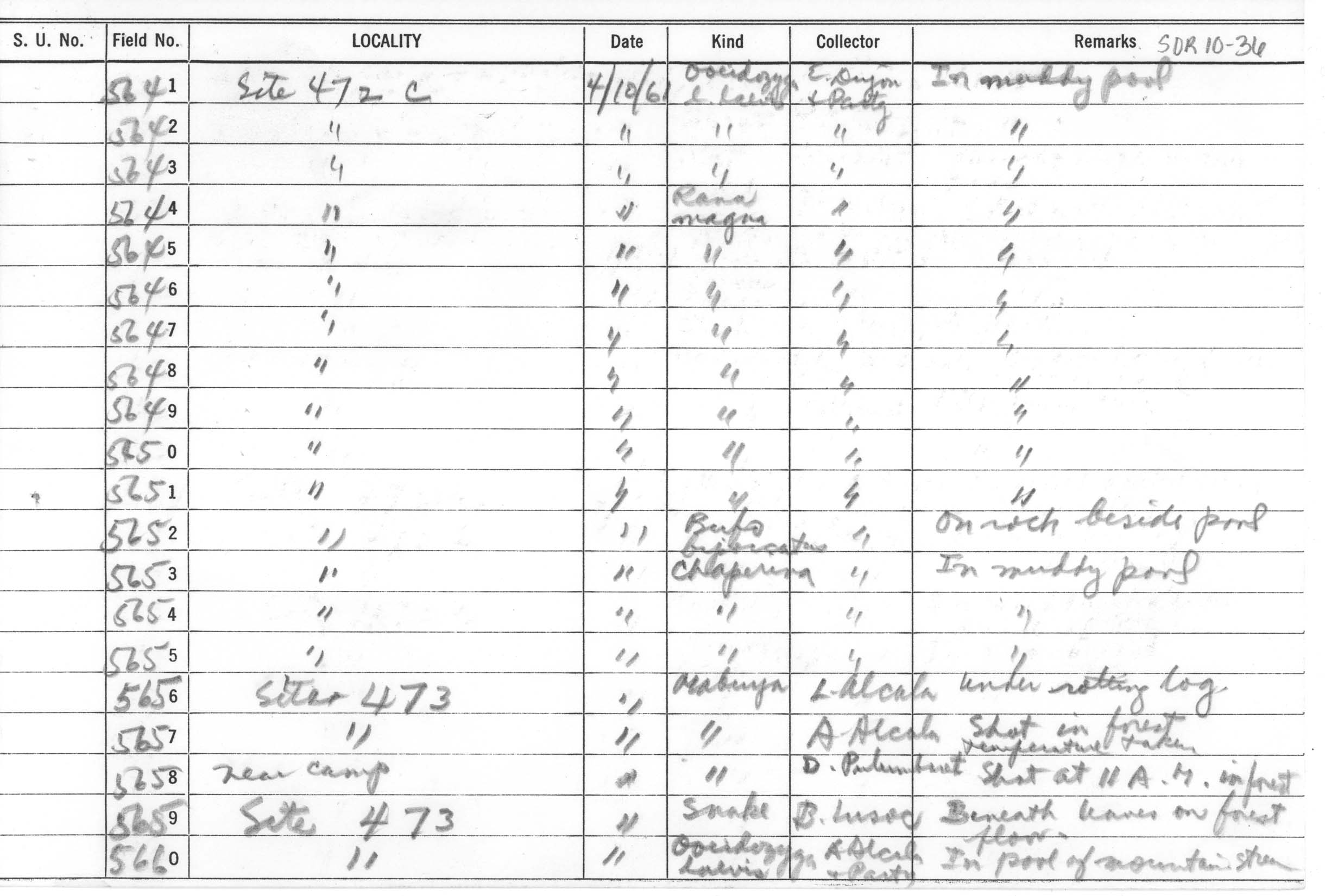 Limnonectes acanthi image
