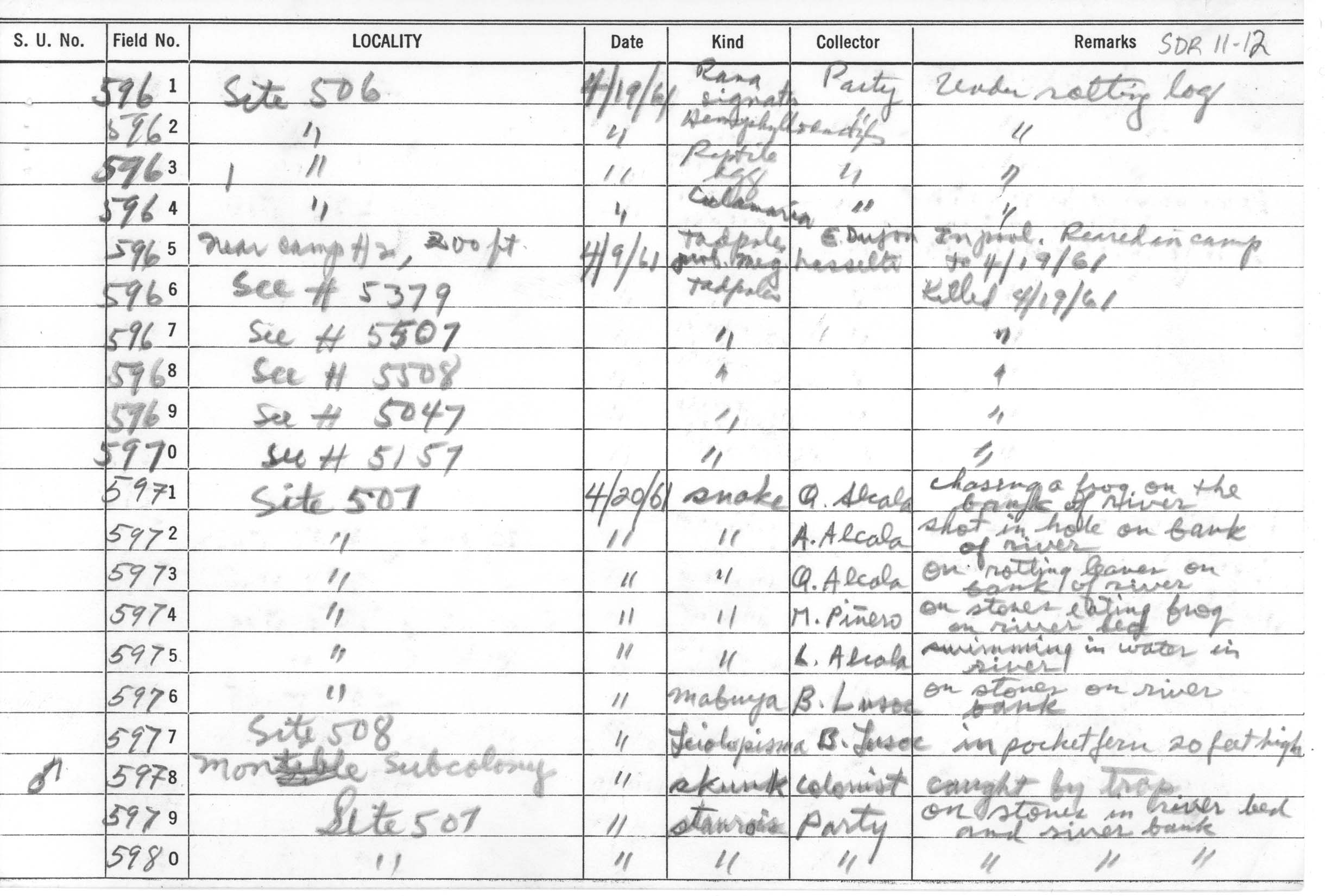 Limnonectes acanthi image