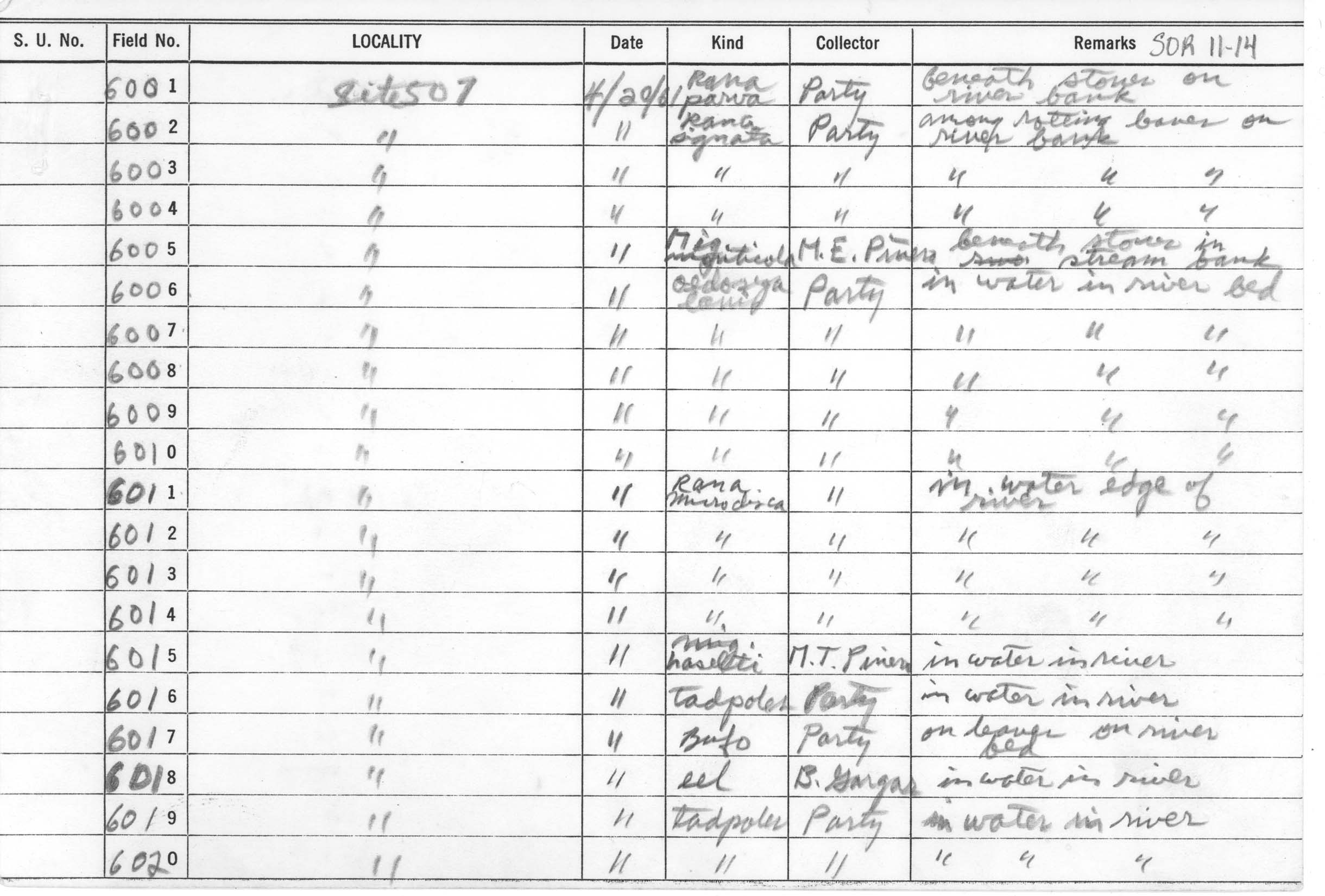 Megophrys ligayae image