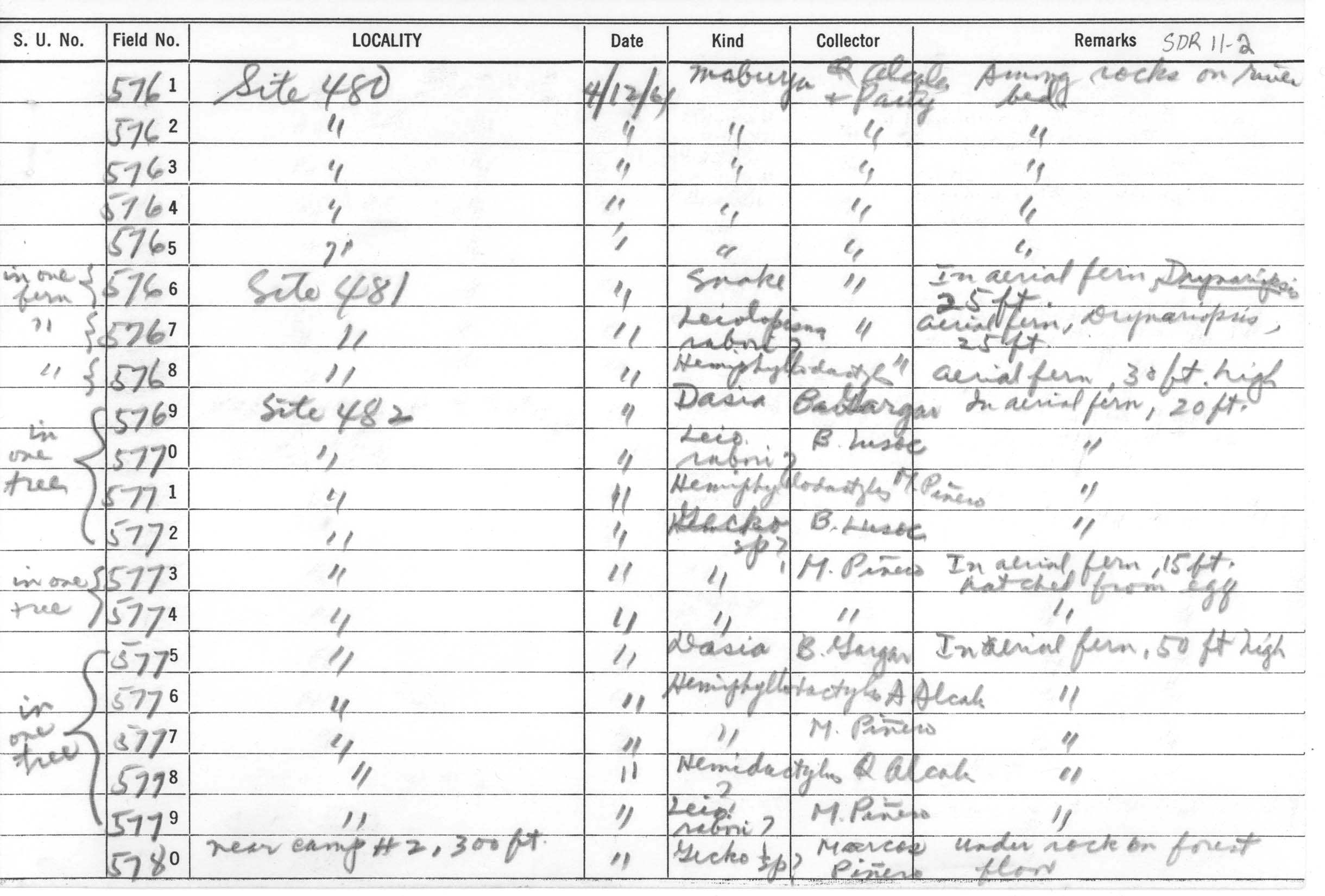 Gekko monarchus image