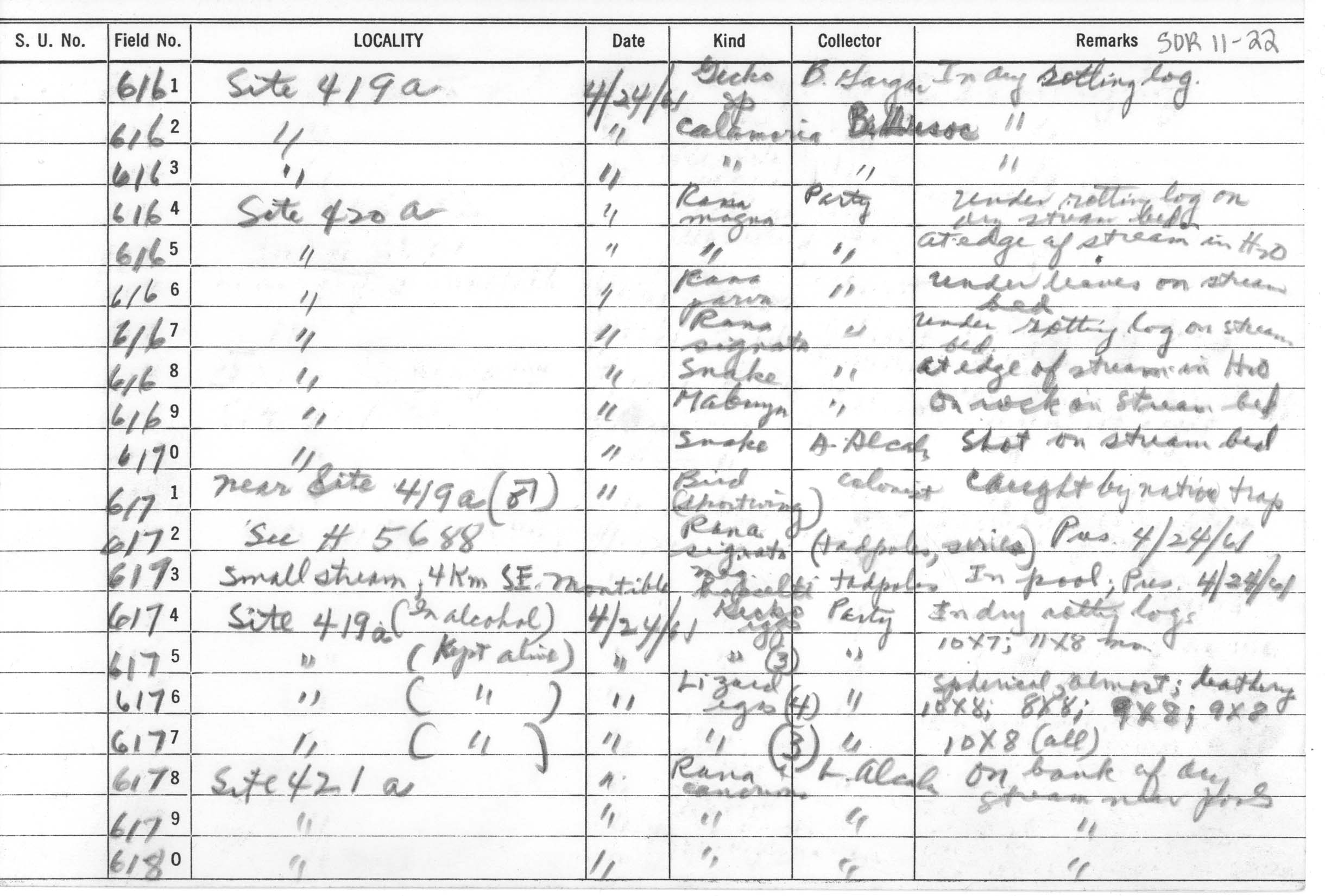 Limnonectes palavanensis image