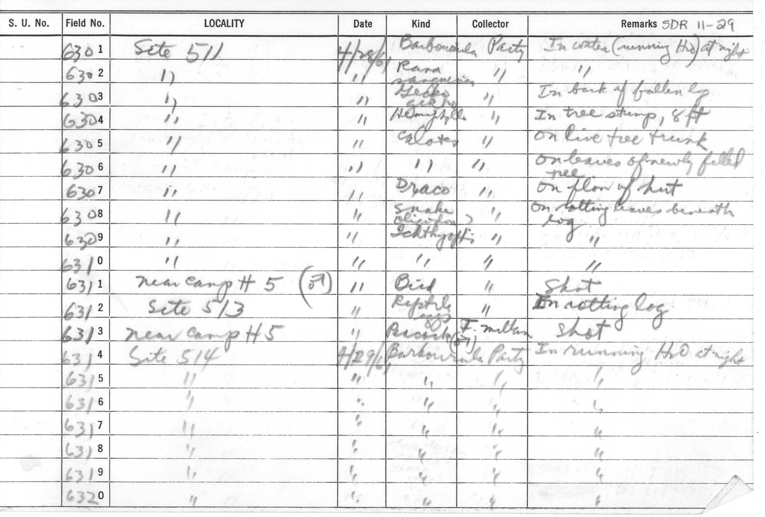 Sanguirana sanguinea image