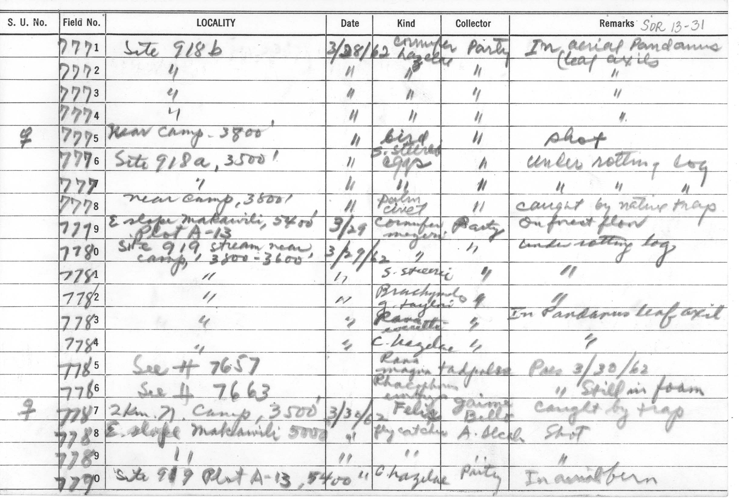 Platymantis hazelae image