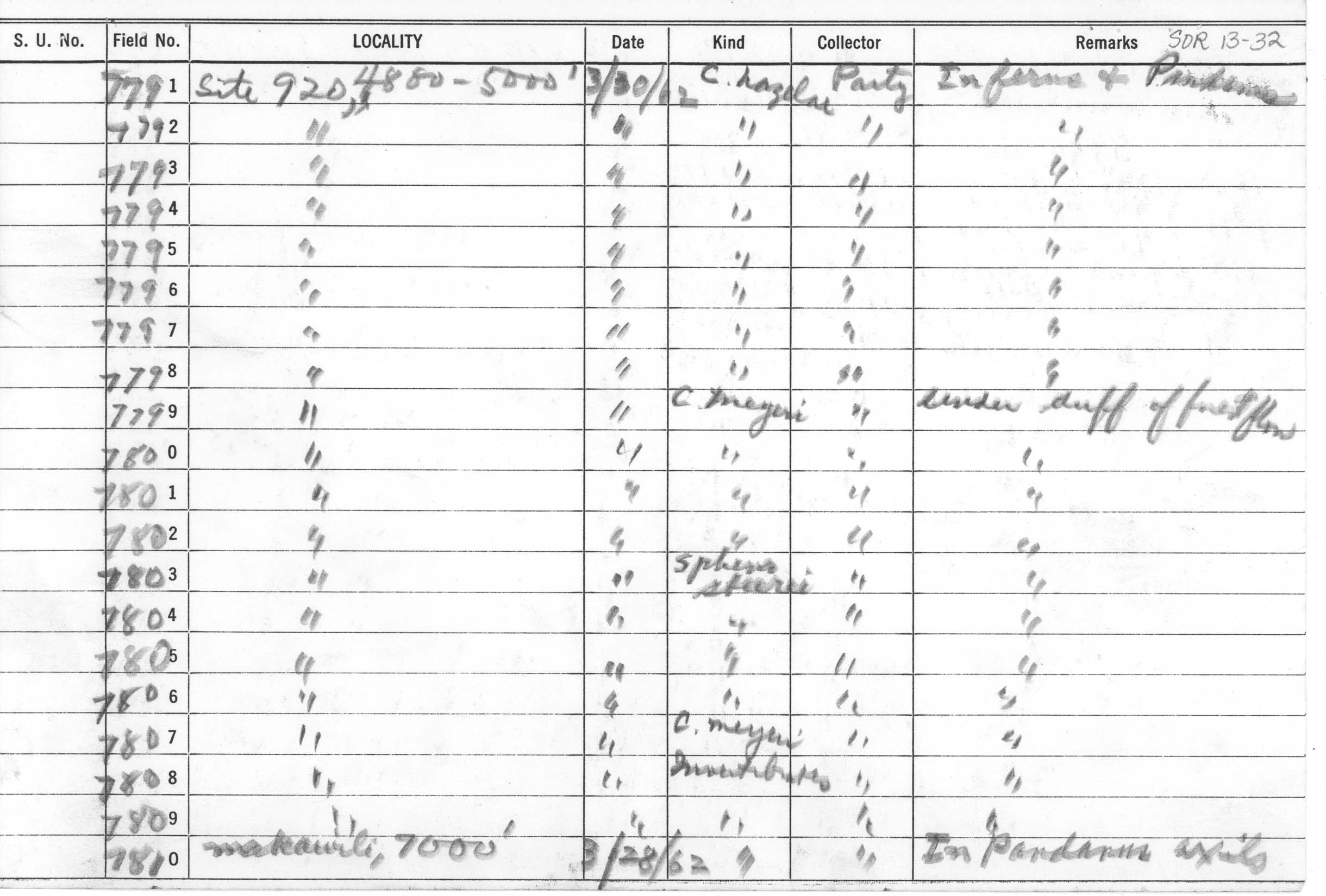 Platymantis hazelae image