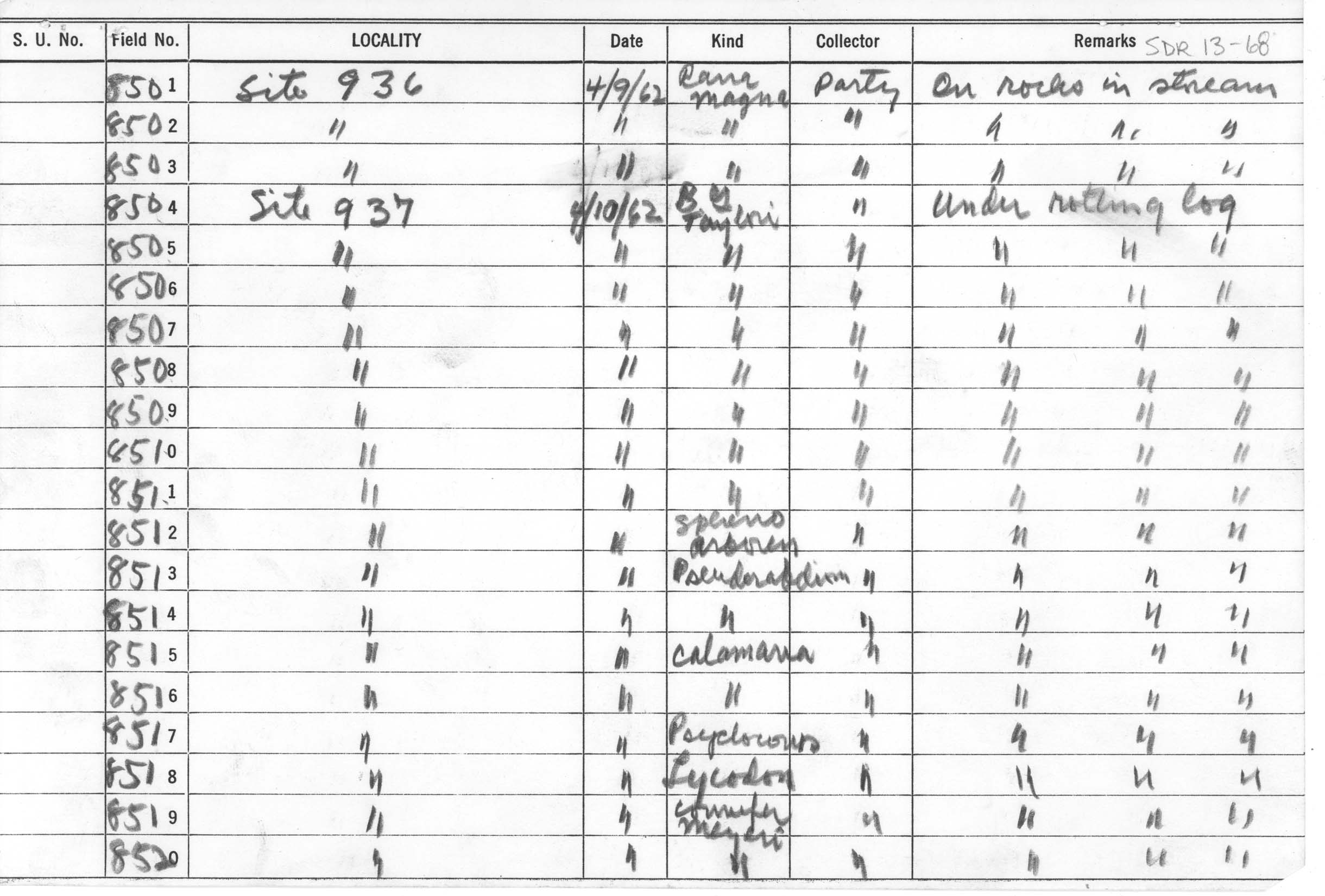 Tropidonophis negrosensis image