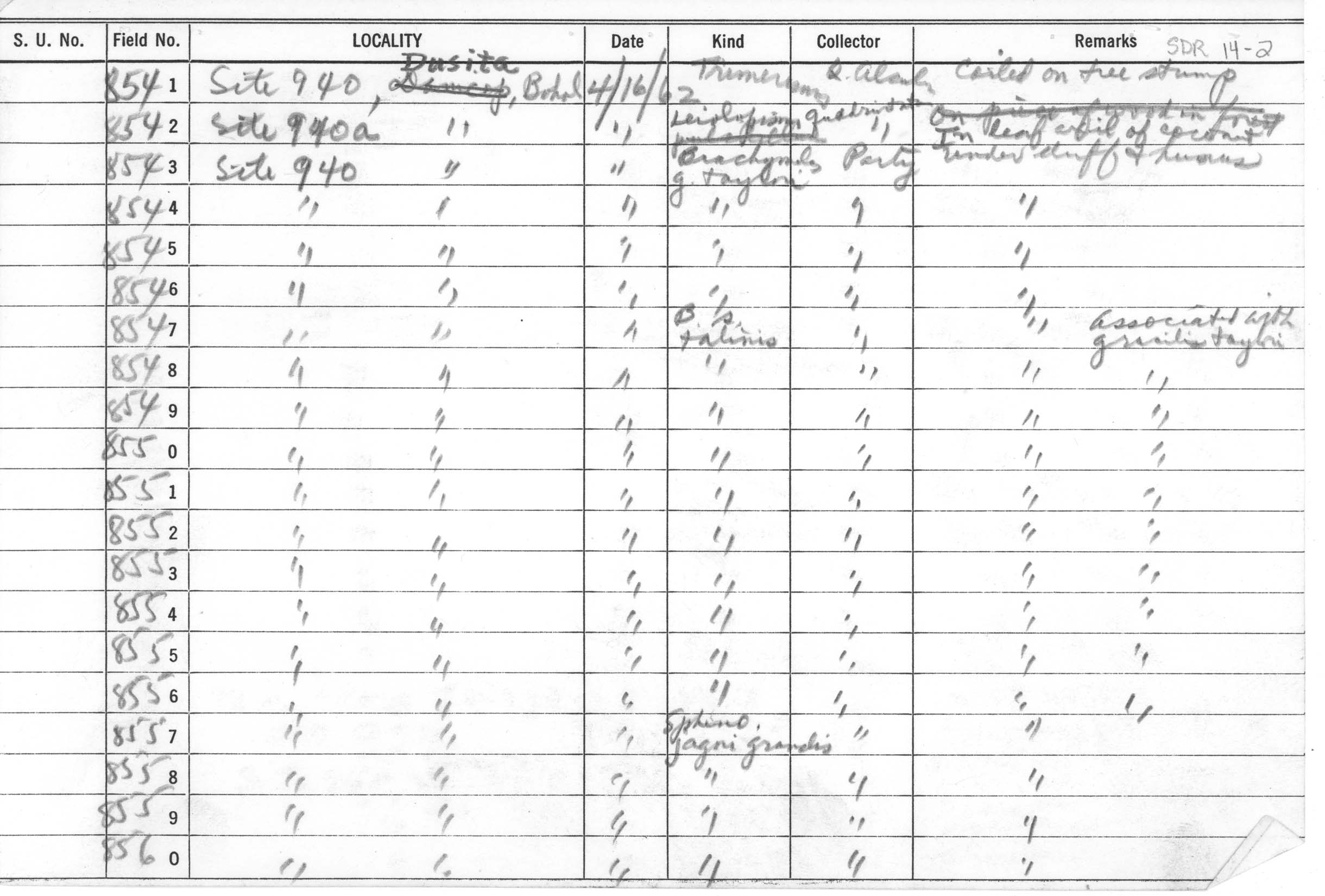 Trimeresurus flavomaculatus flavomaculatus image