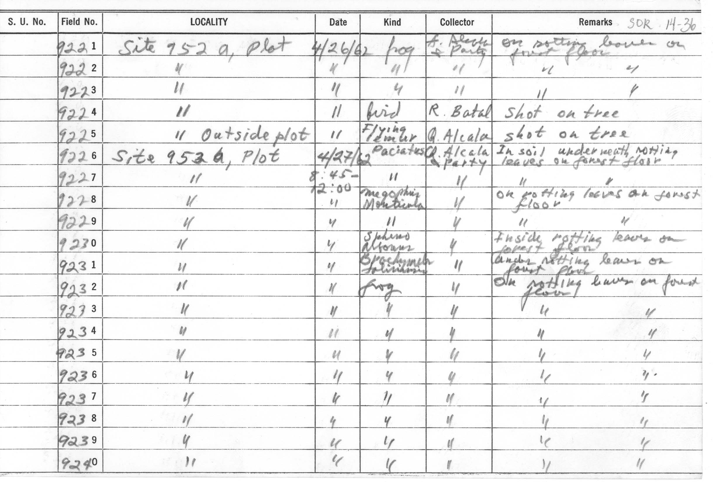 Platymantis guentheri image