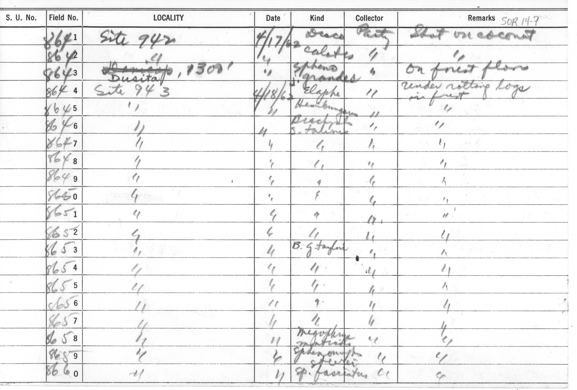 Calliophis intestinalis philippina image