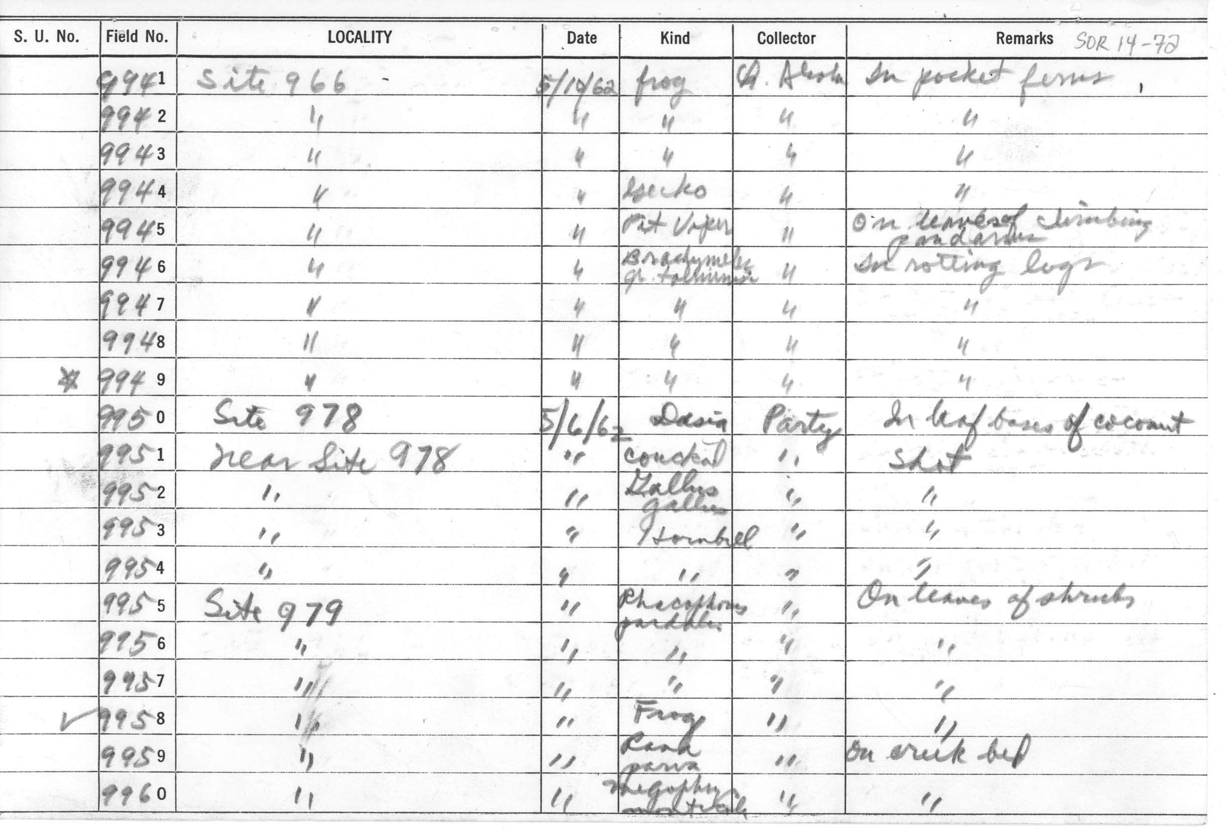 Rhacophorus bimaculatus image