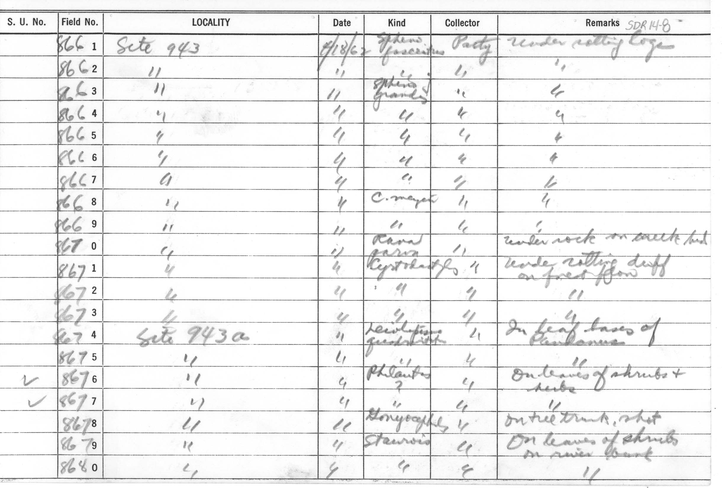 Platymantis guentheri image