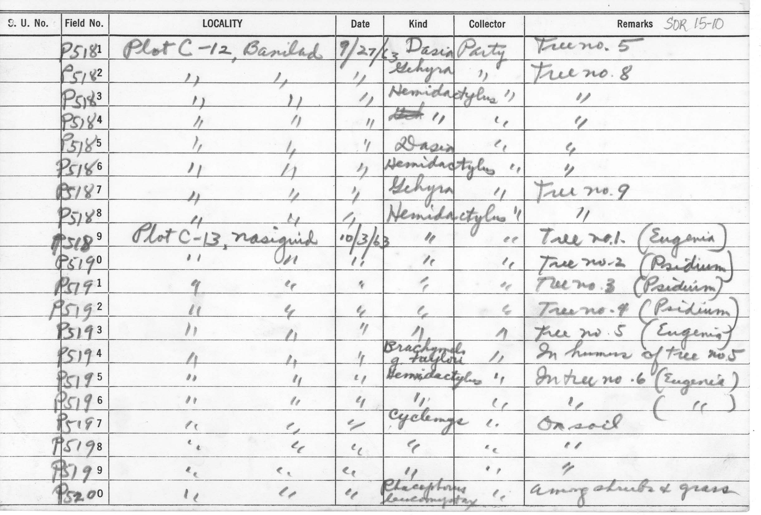 Cuora amboinensis image