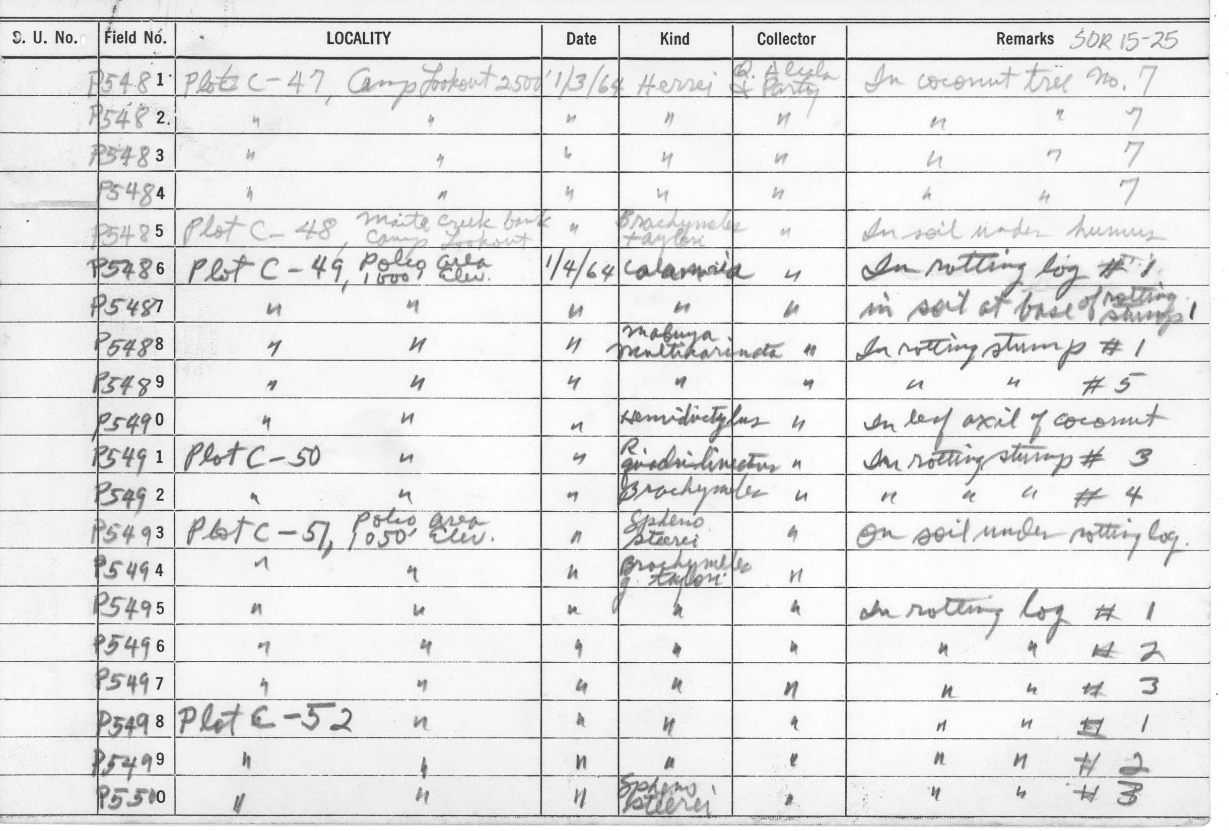 Oxyrhabdium modestum image