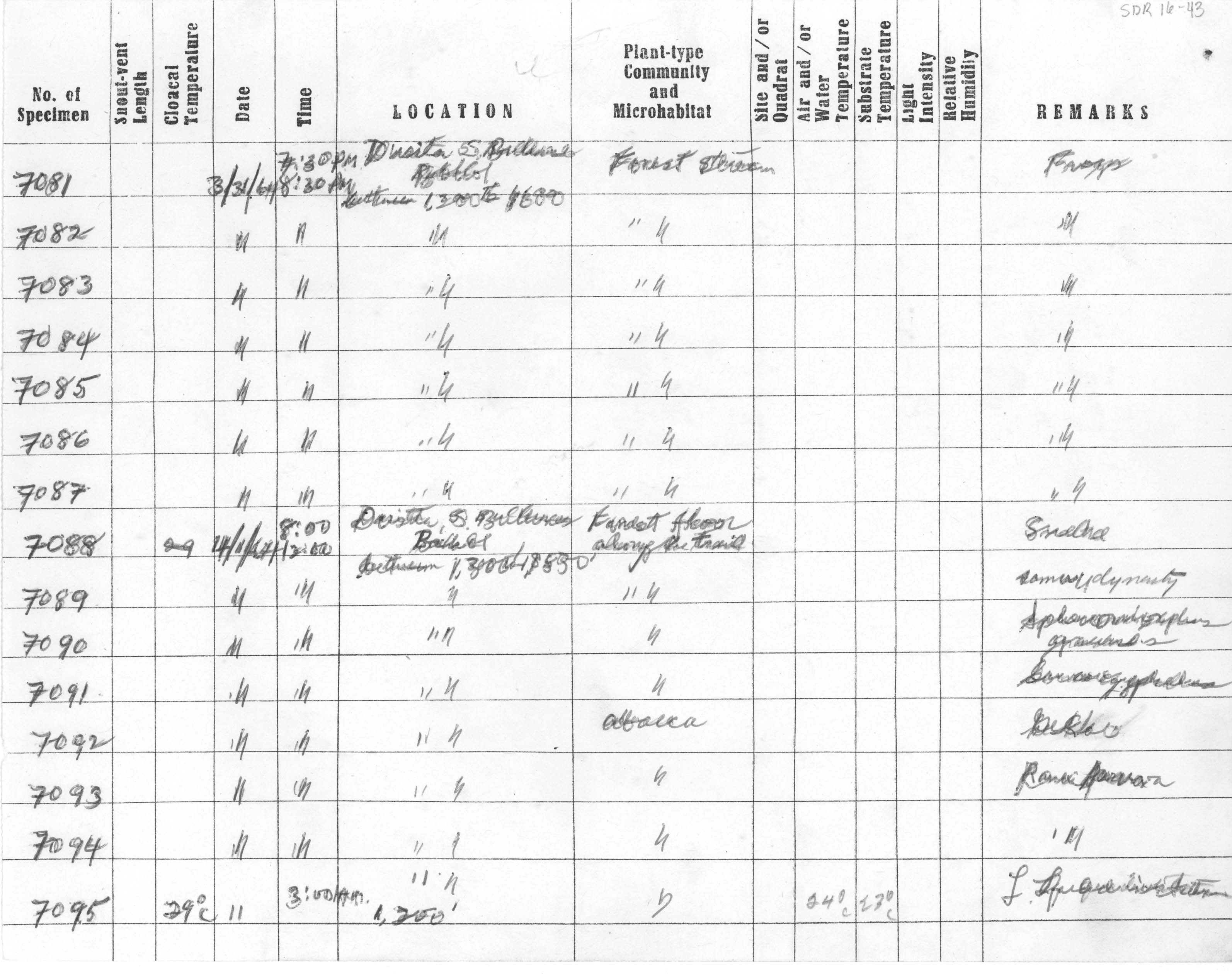 Pseudogekko brevipes image