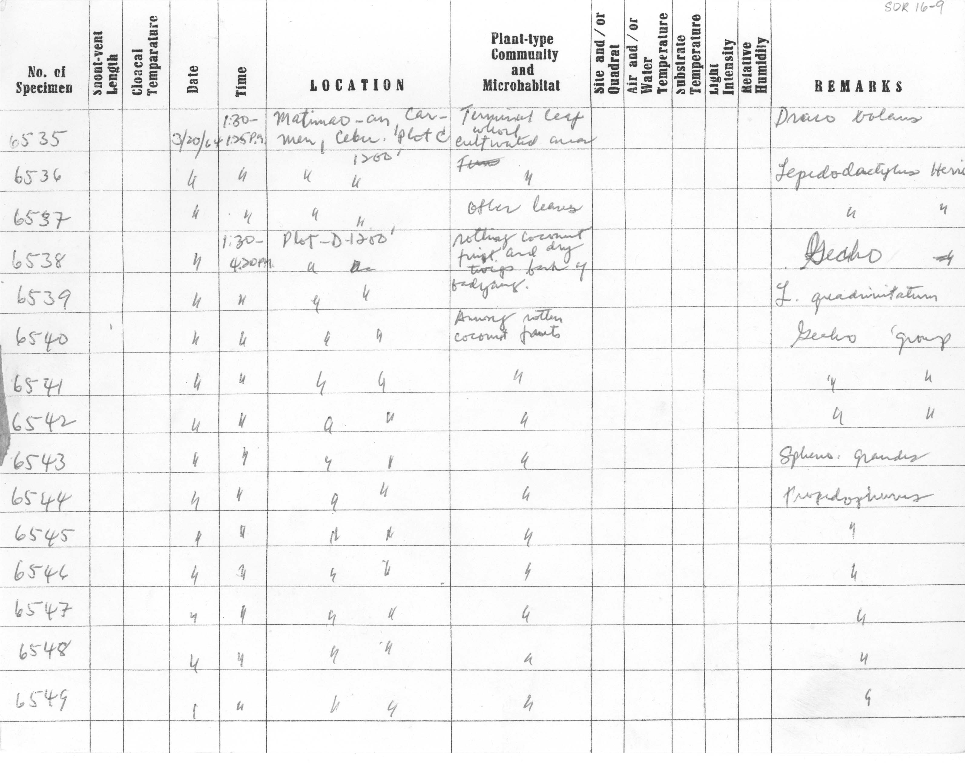 Cyrtodactylus annulatus image
