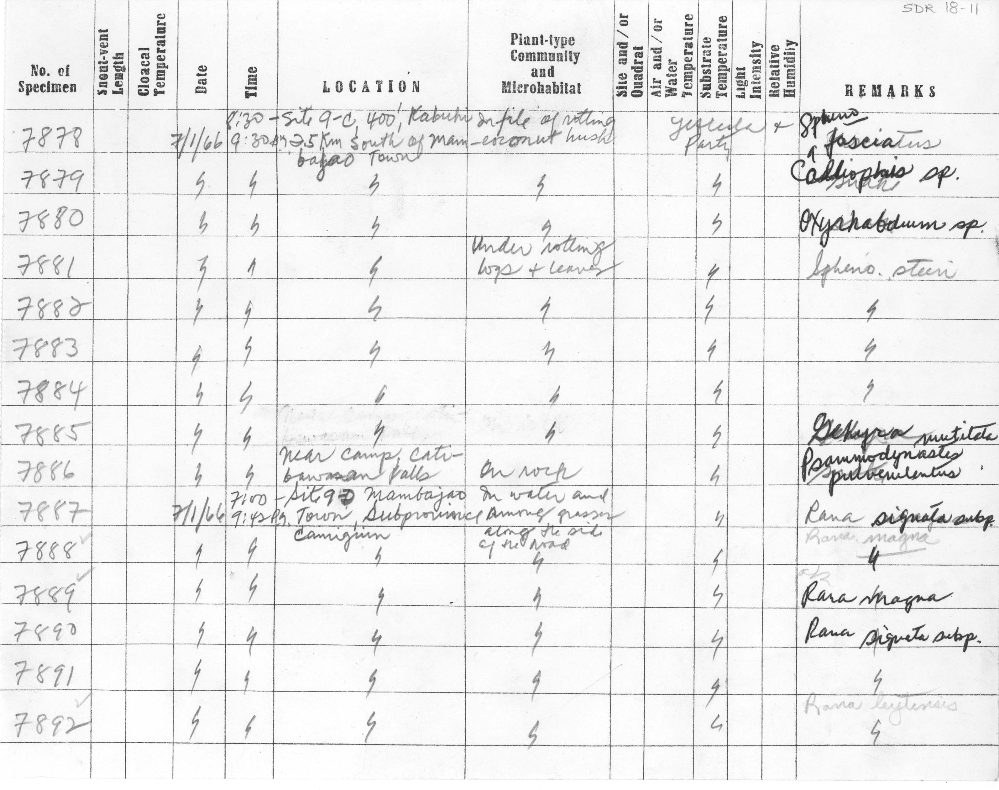 Calliophis intestinalis philippina image