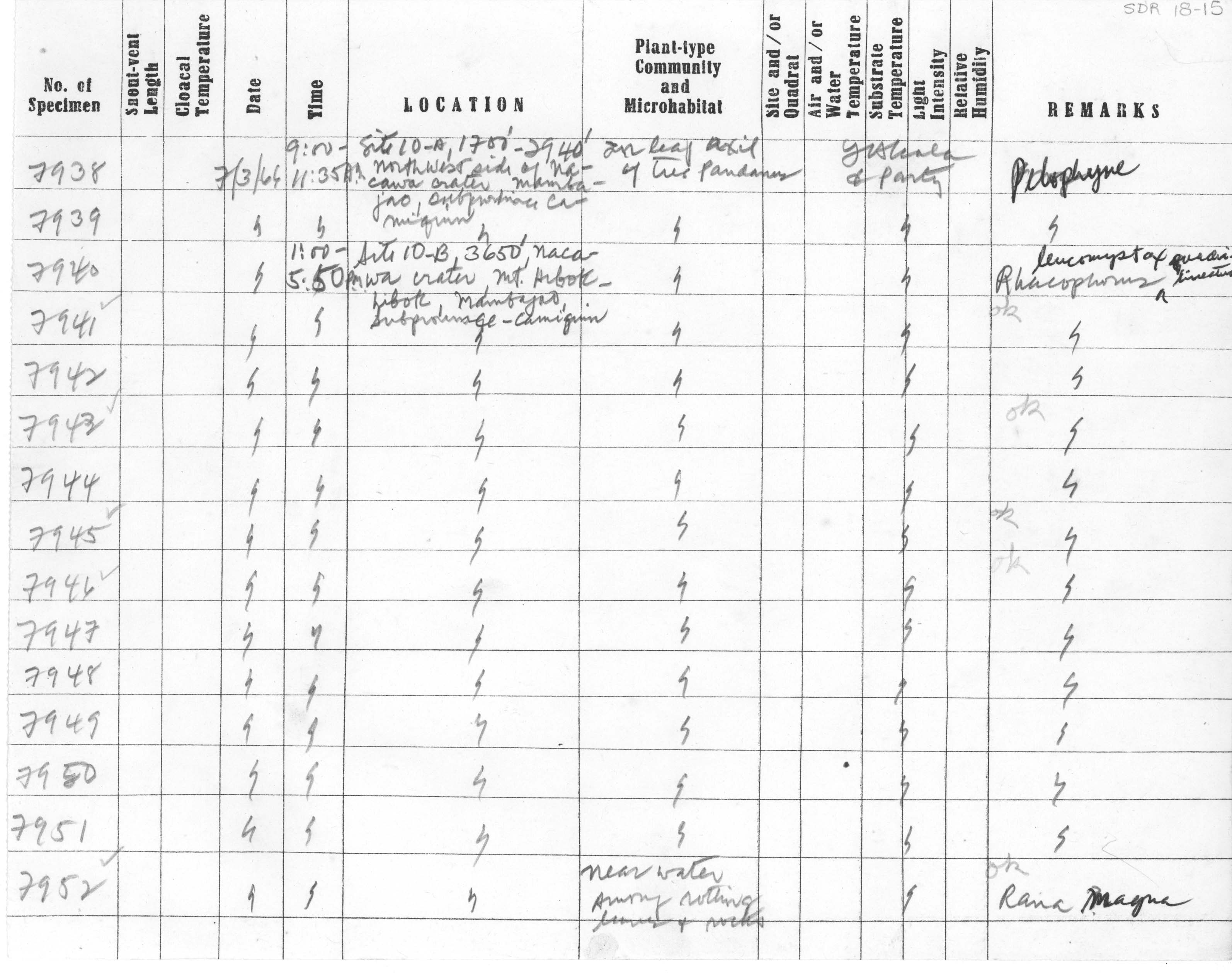 Oreophryne nana image