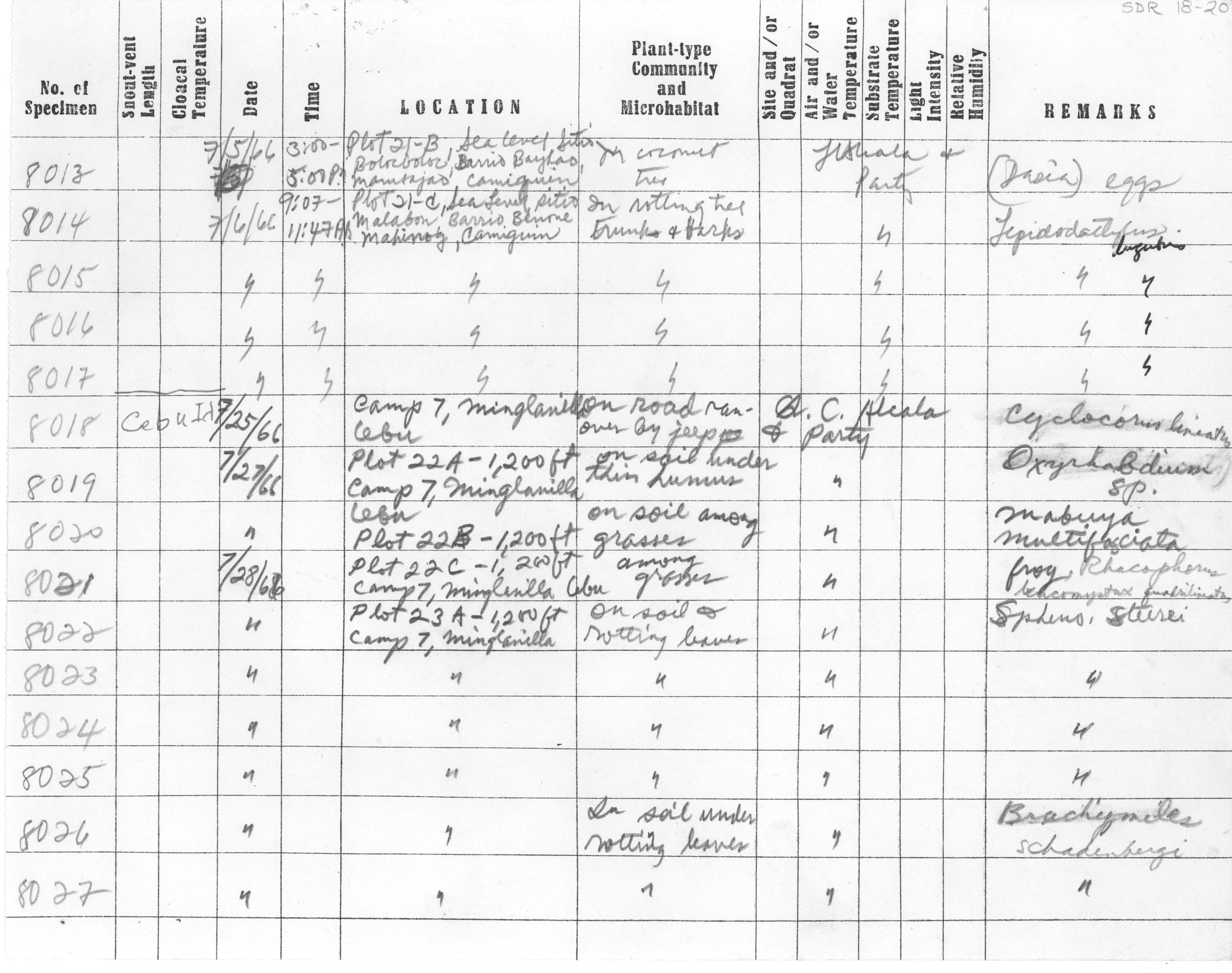 Lepidodactylus aureolineatus image