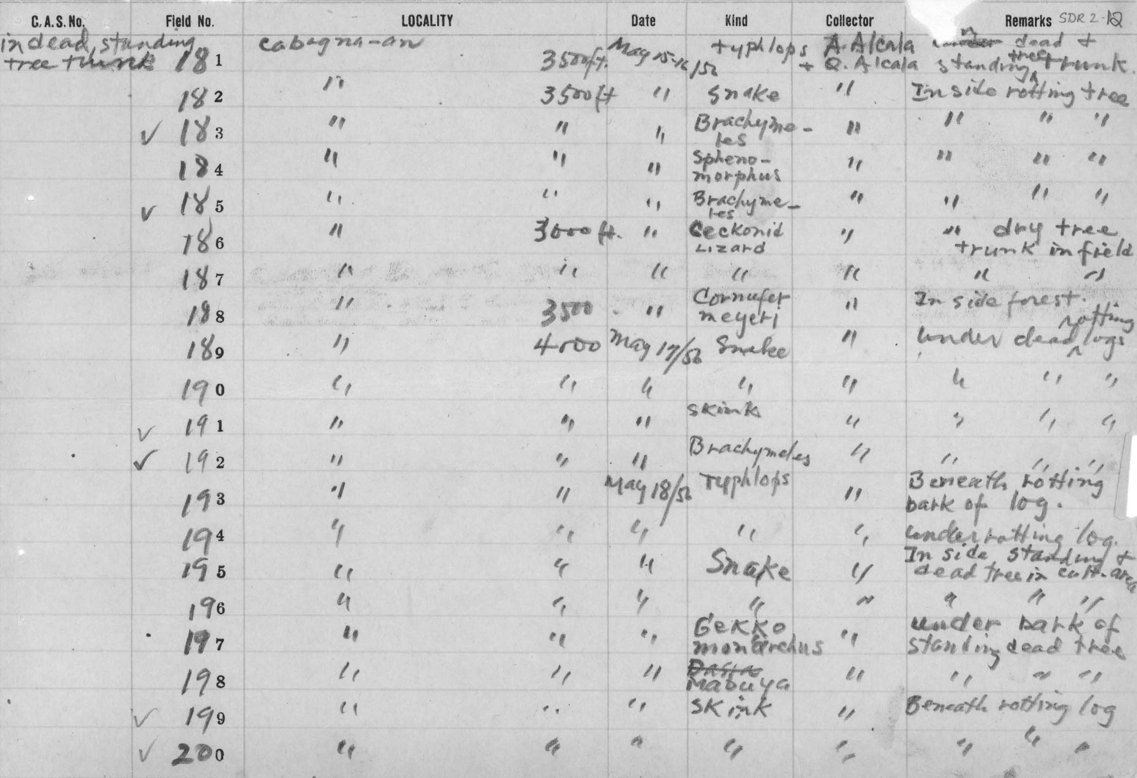 Typhlops luzonensis image