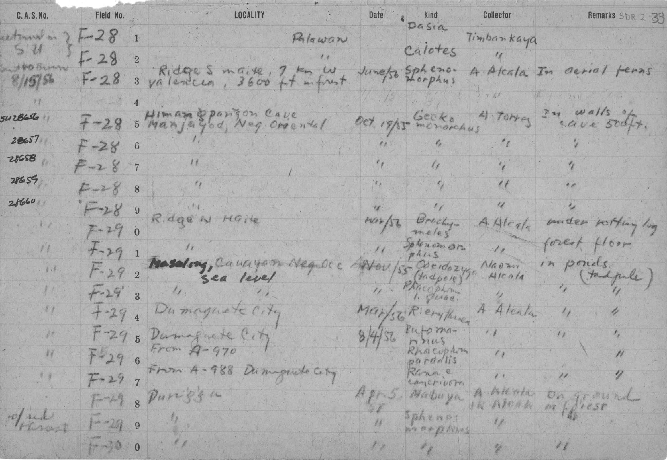 Gekko mindorensis image