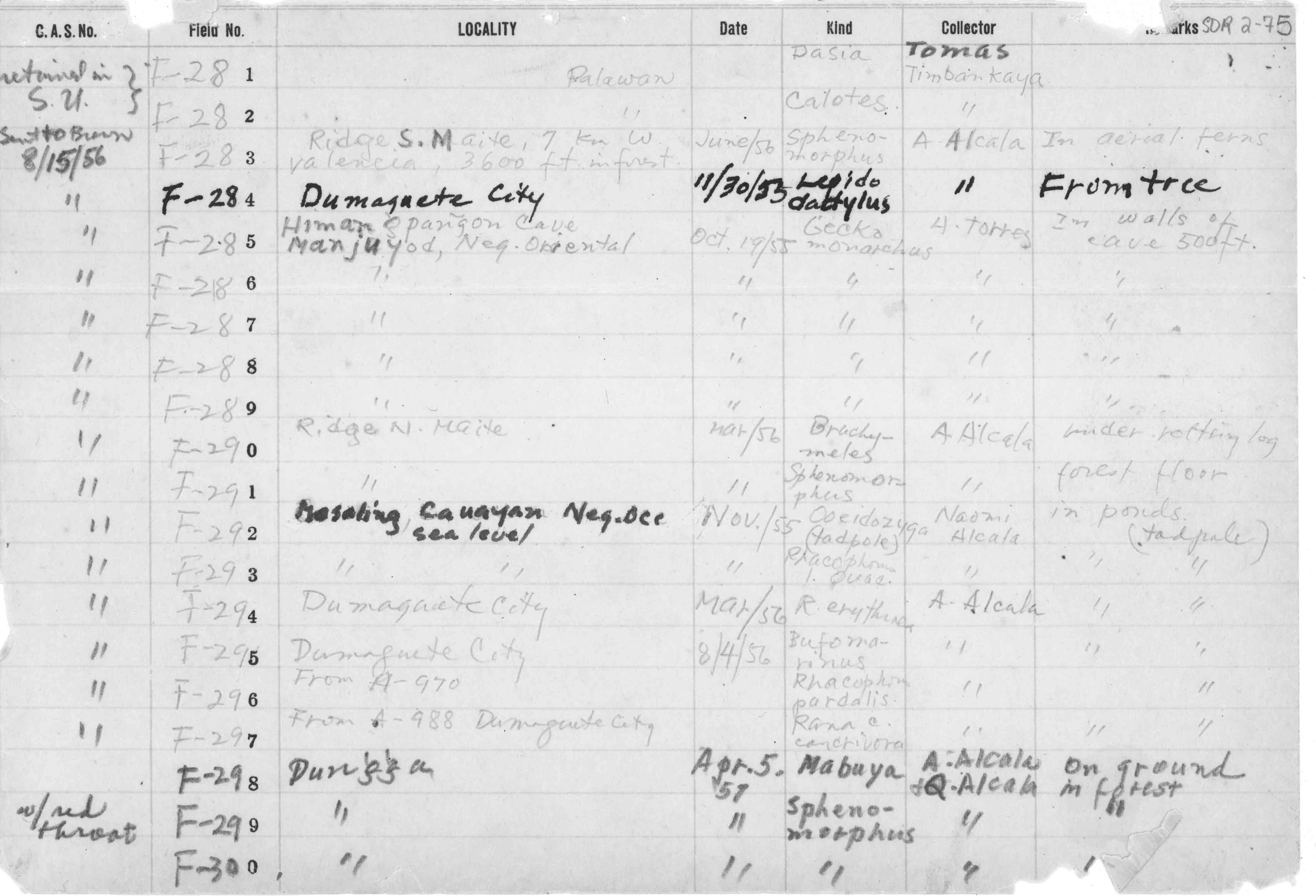 Lepidodactylus herrei image