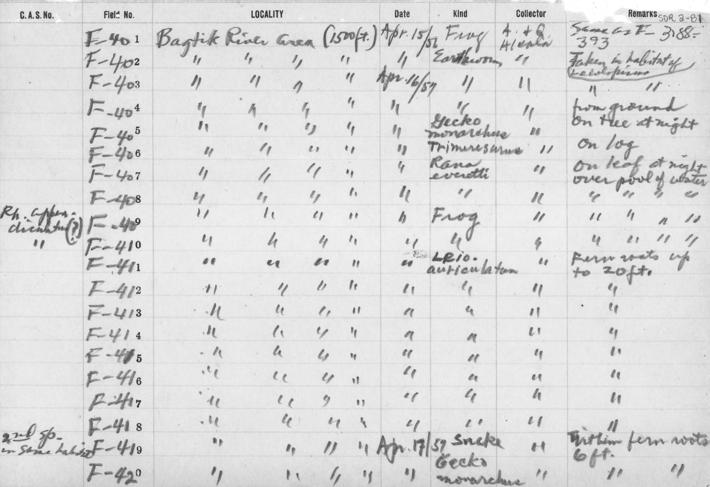 Hylarana everetti image