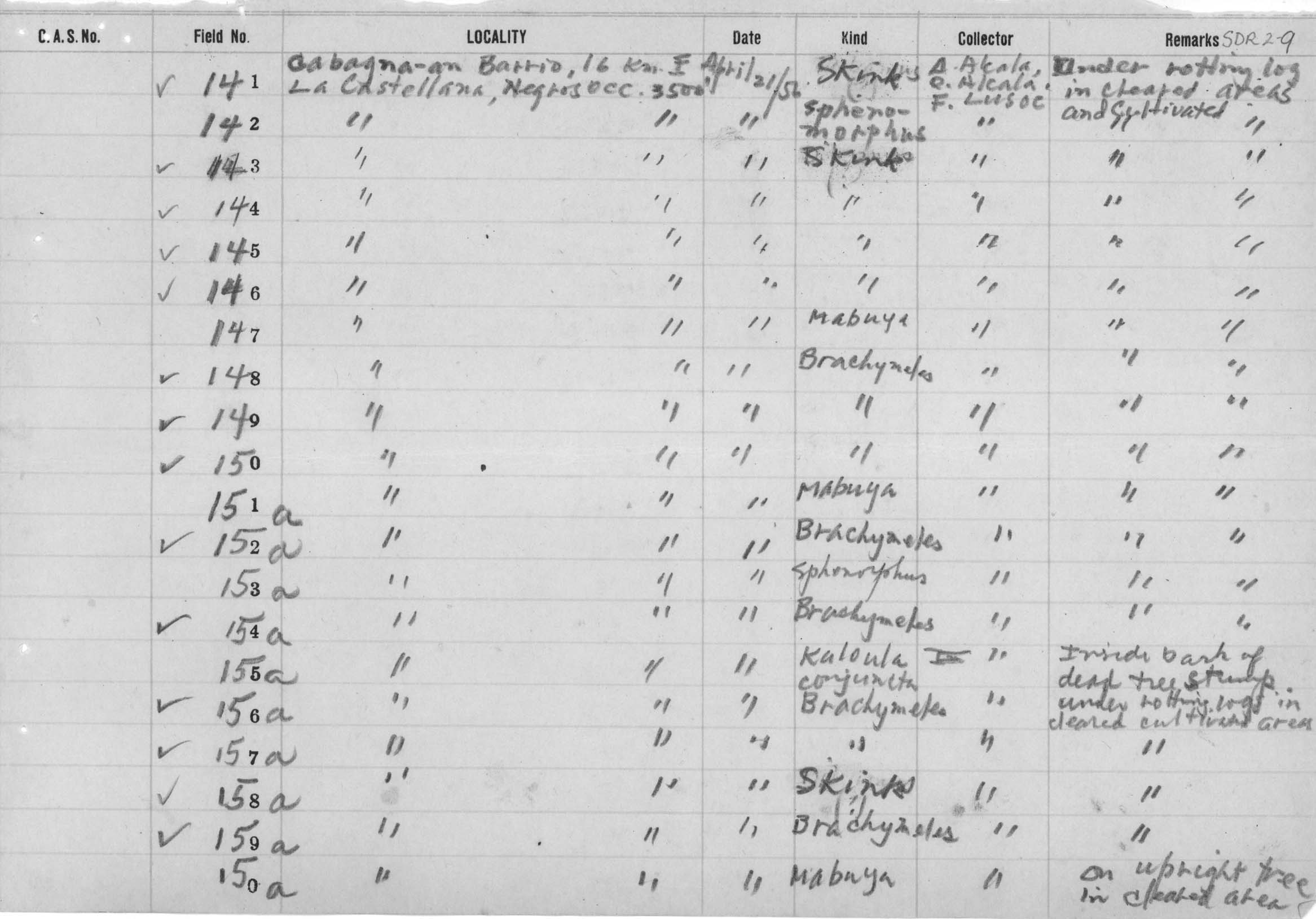 Mabuya multifasciata image