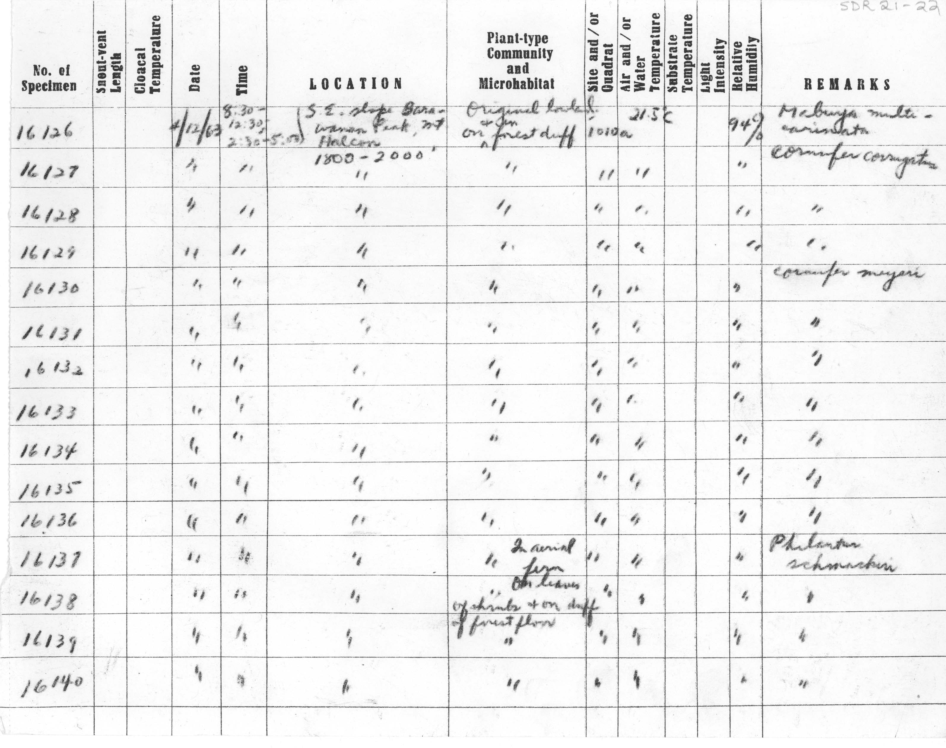 Platymantis dorsalis image