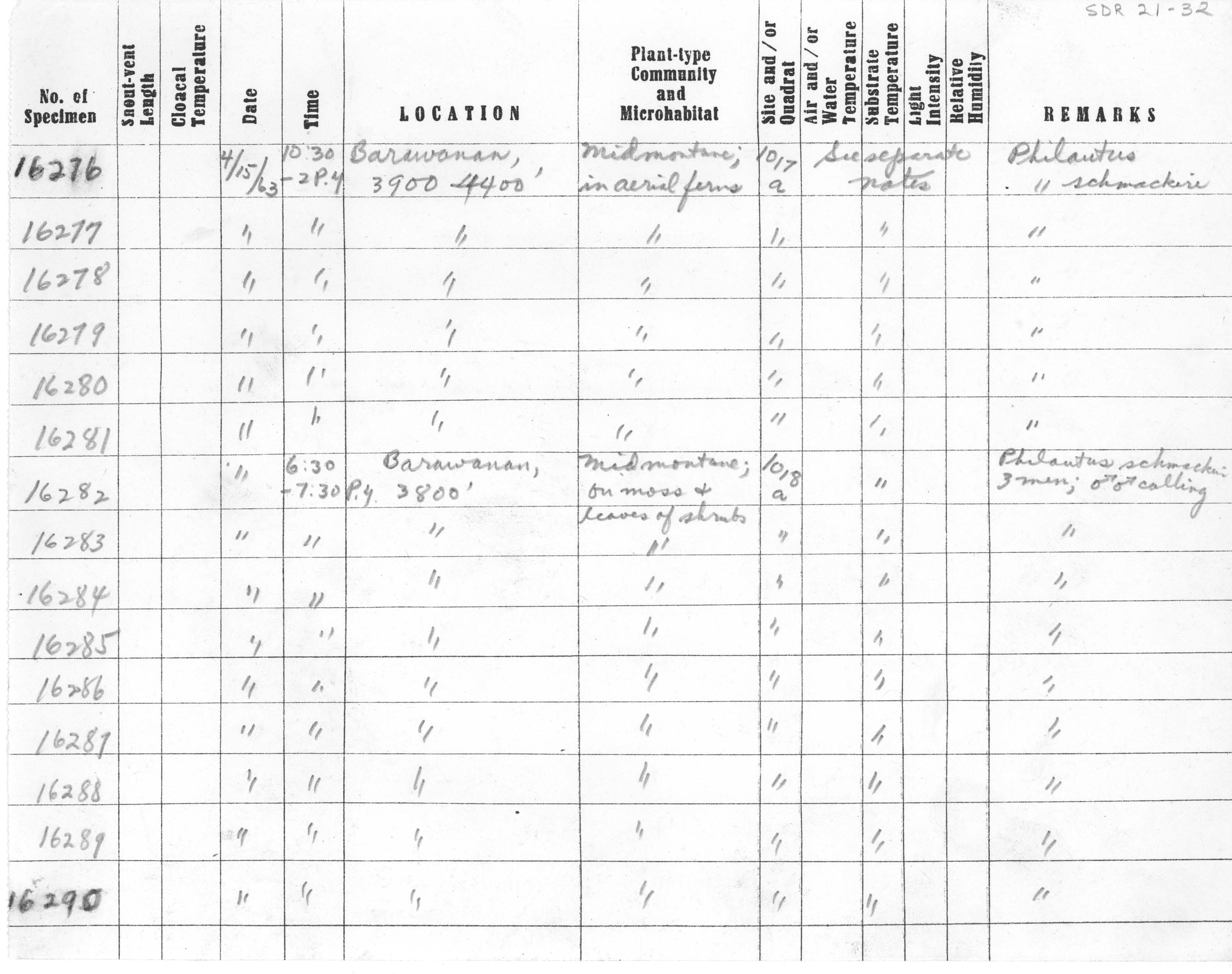 Philautus schmackeri image